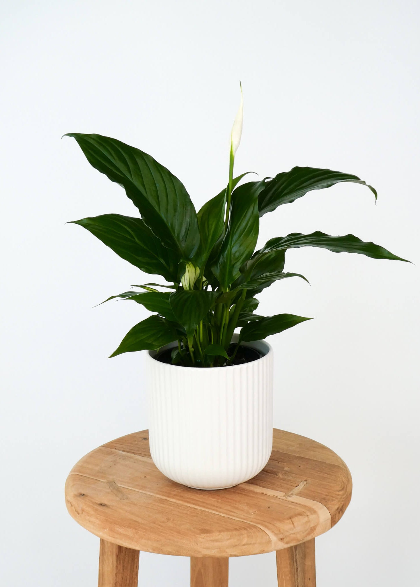 A peace lily plant with large green leaves and a single white spathe, potted in a white ribbed ceramic pot and displayed on a round wooden stool against a plain white background.