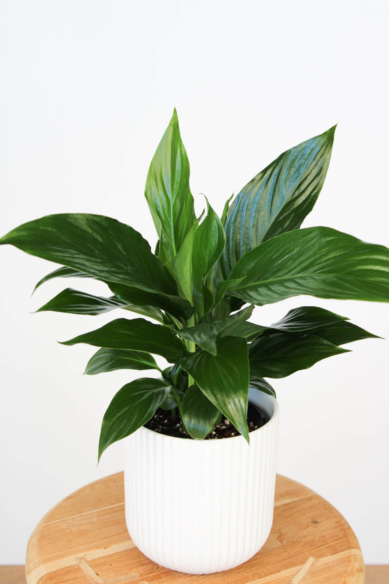 Peace Lily