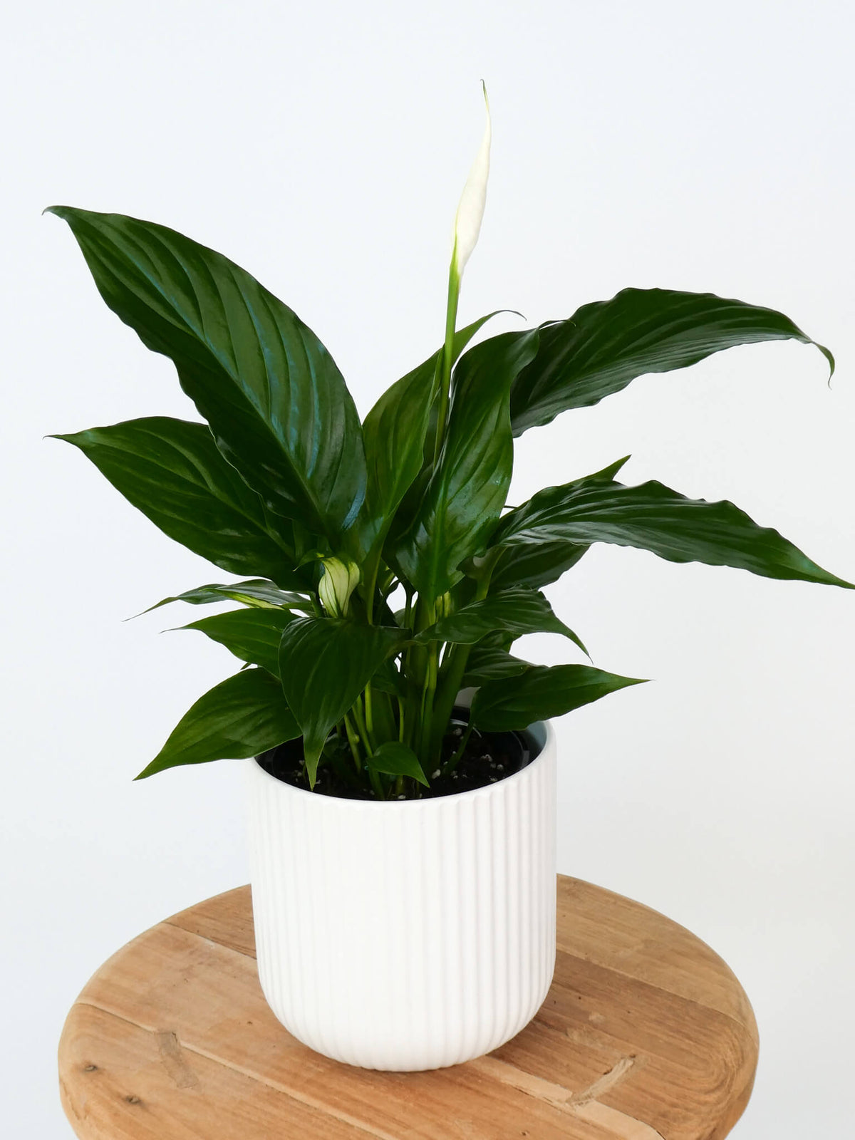 A potted peace lily plant with glossy dark green leaves and a single white spatula flower, in a white ribbed ceramic pot placed on a round wooden stool against a plain white background.