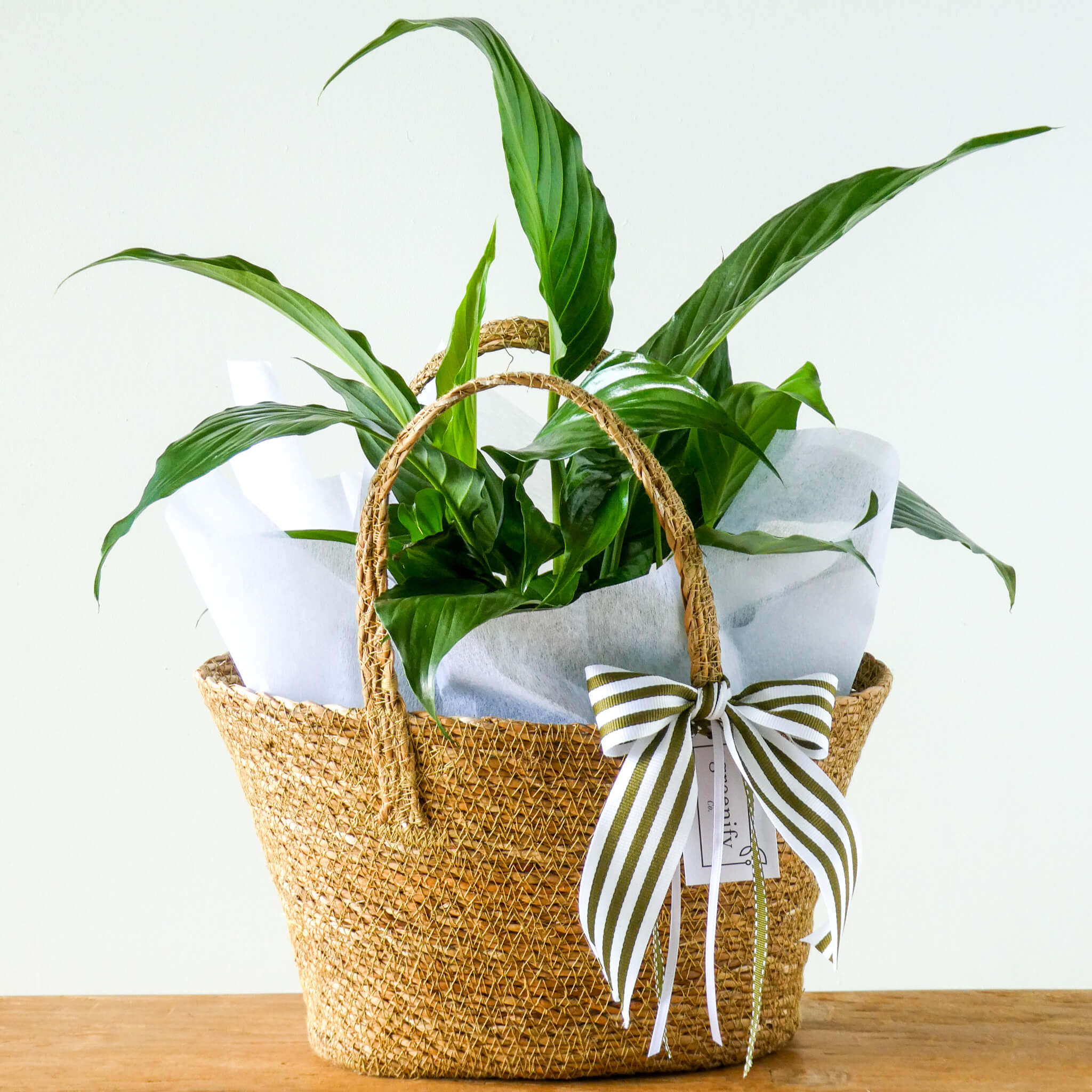 Peace Lily