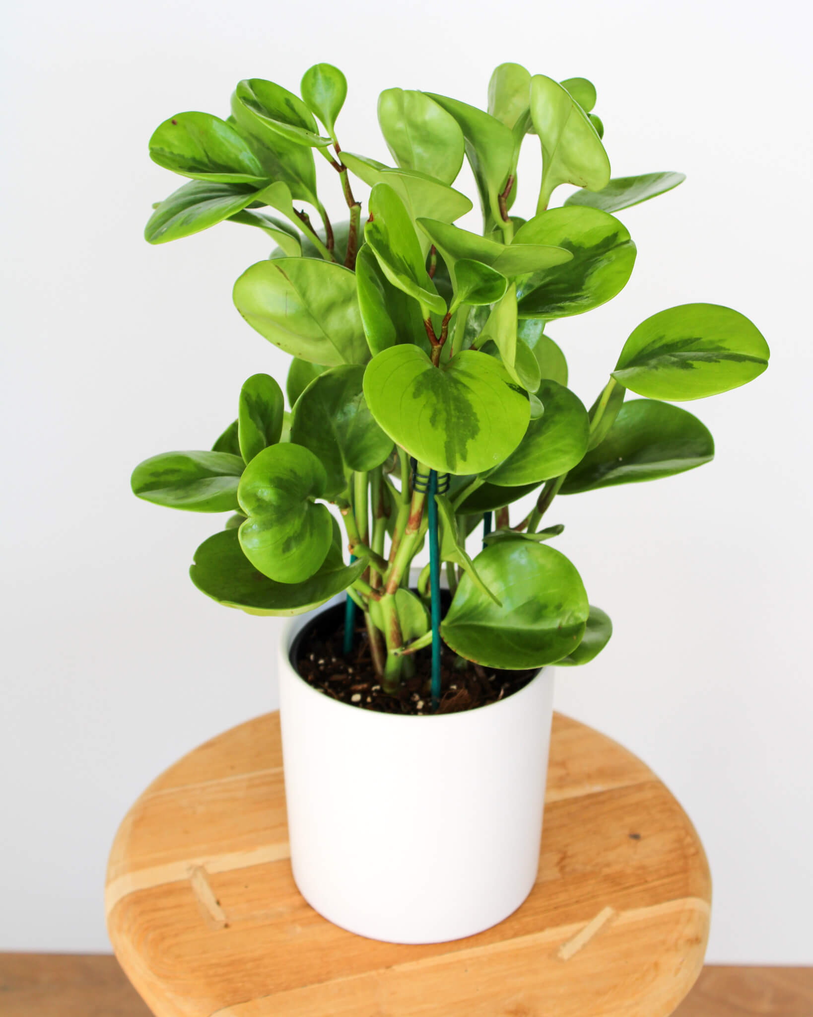Lemon Lime Peperomia