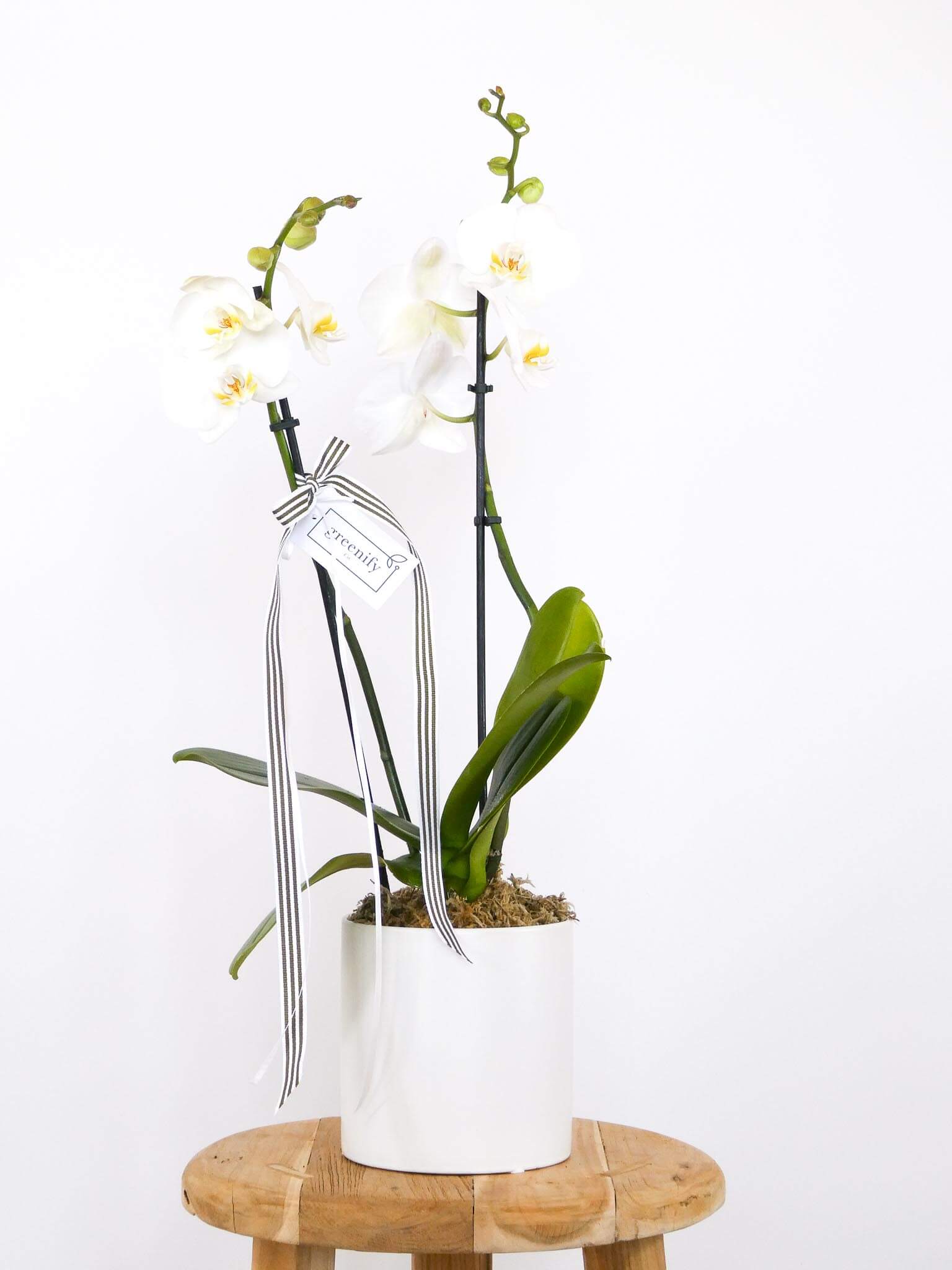 White Moth Orchid in White Ceramic Pot with Moss and Greenify Co. Ribbon