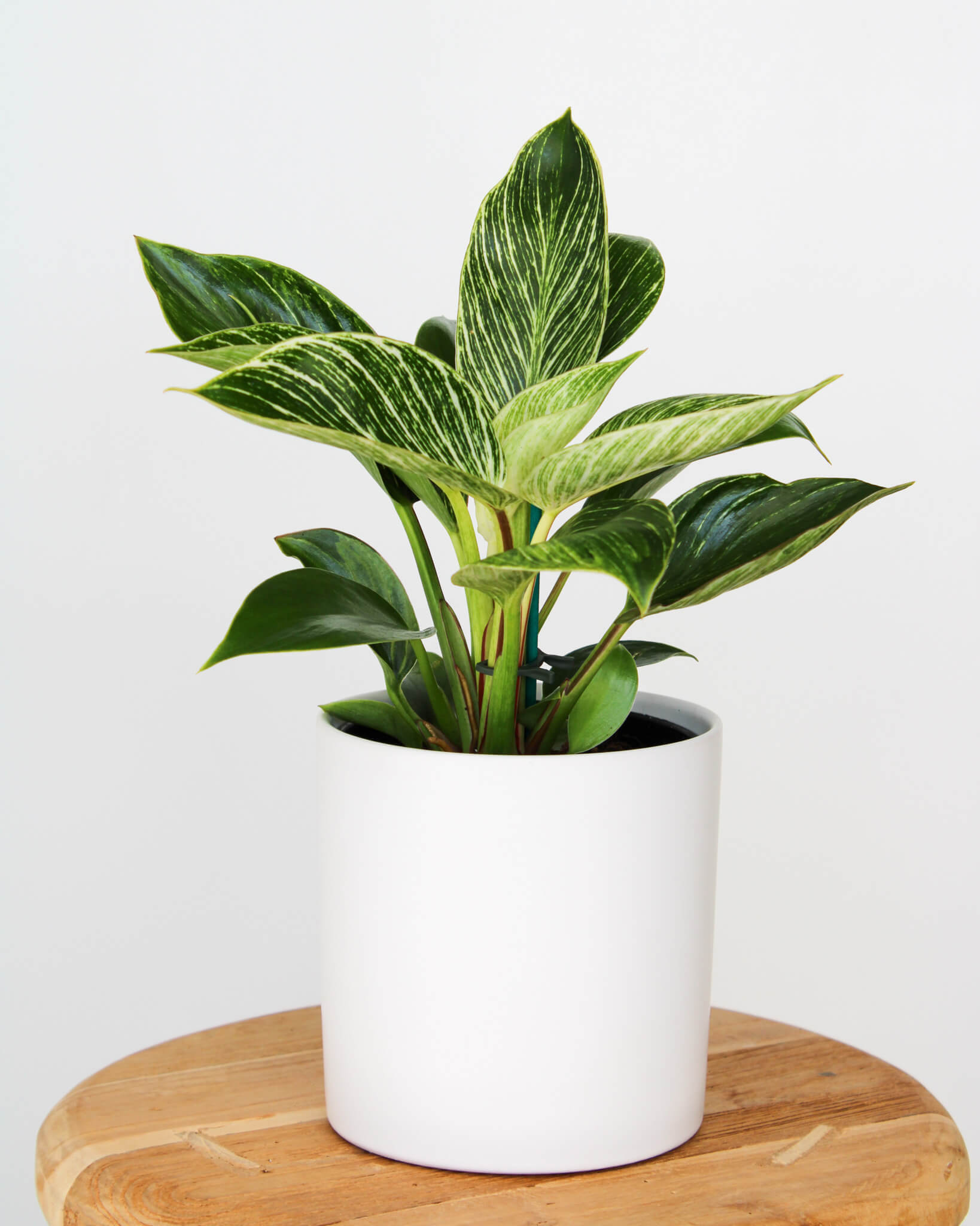 Philodendron Birkin