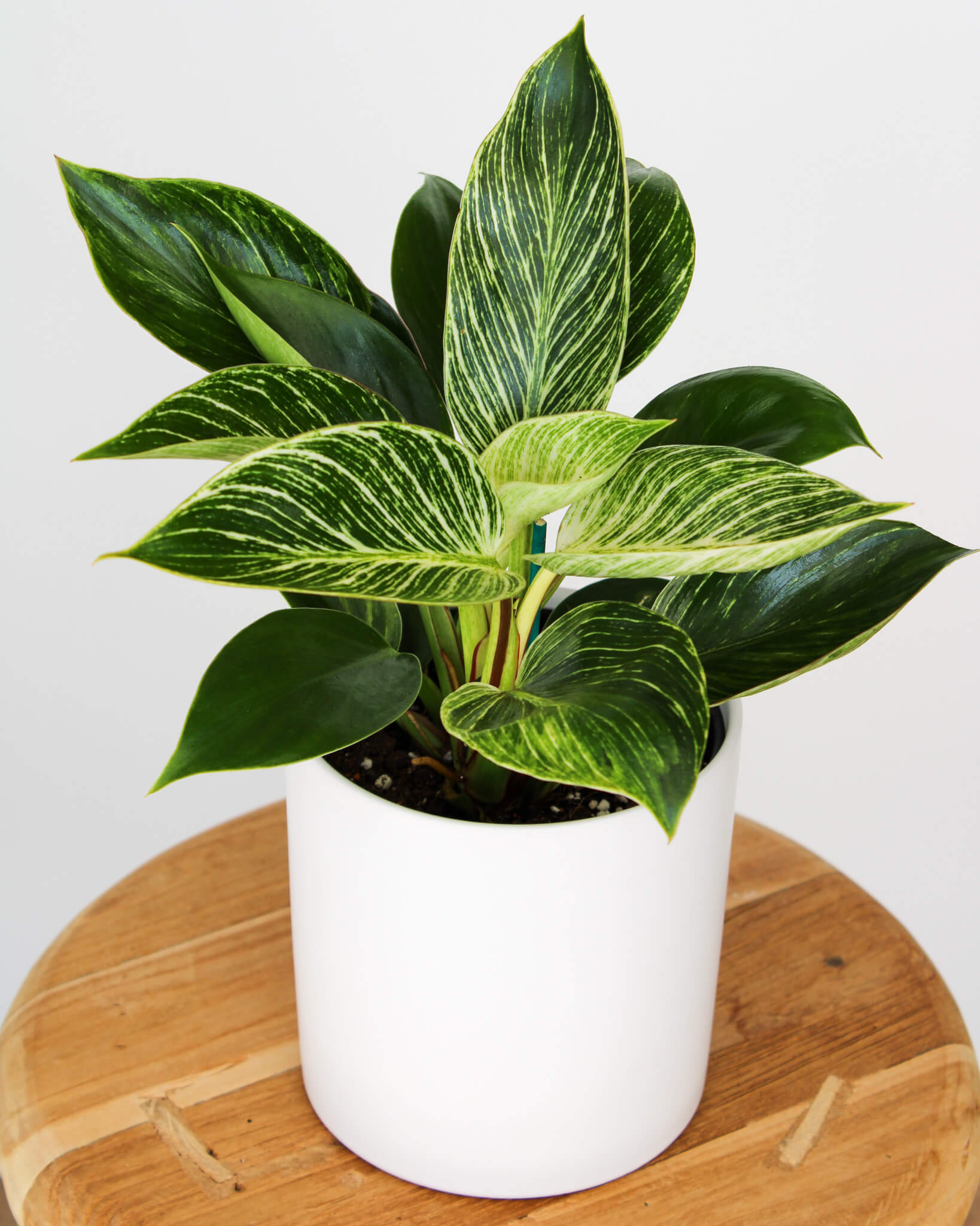 Philodendron Birkin