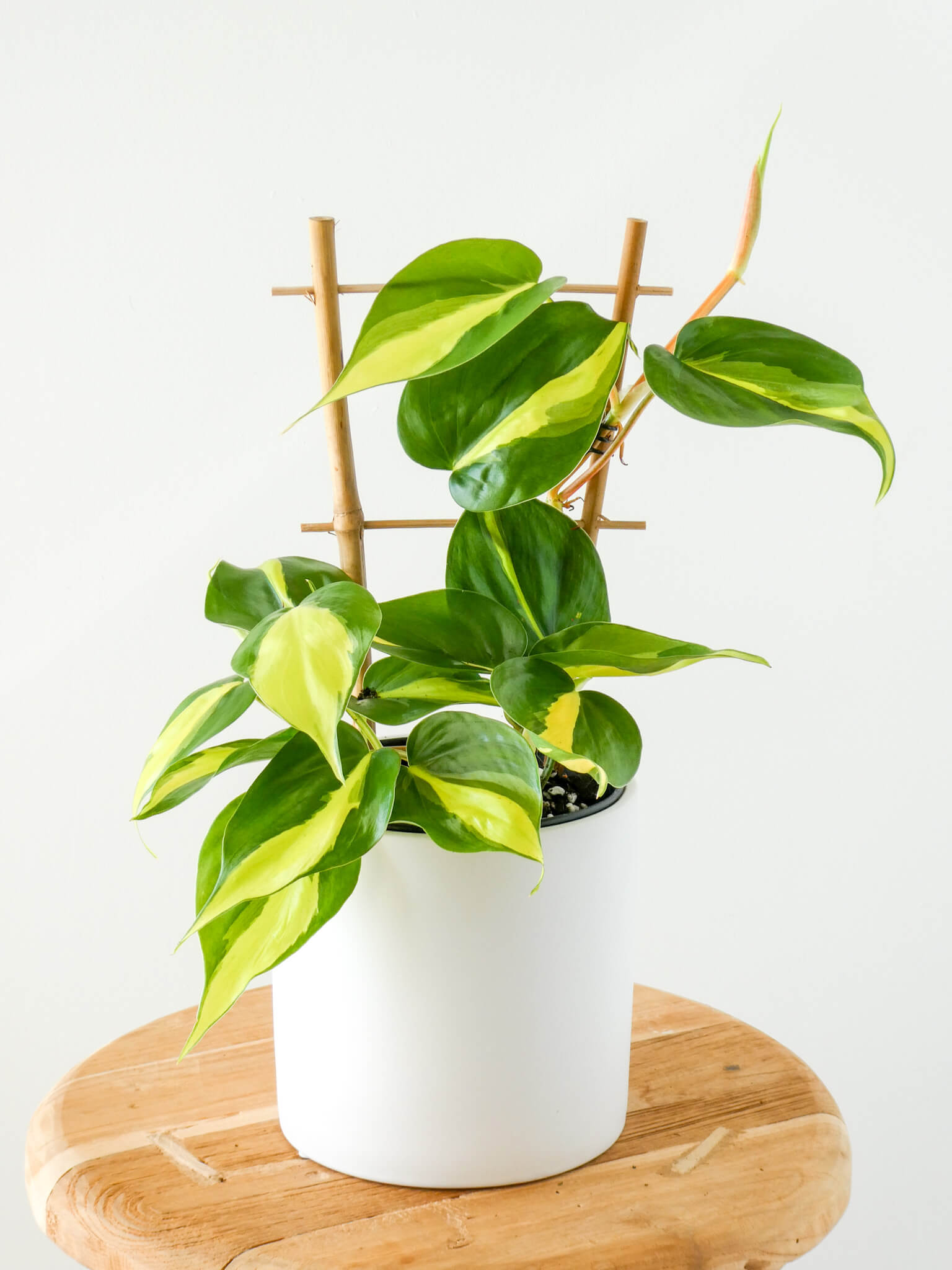 Philodendron Brasil Plant on Wooden Climbing Fram in White Pot, Greenify Co.
