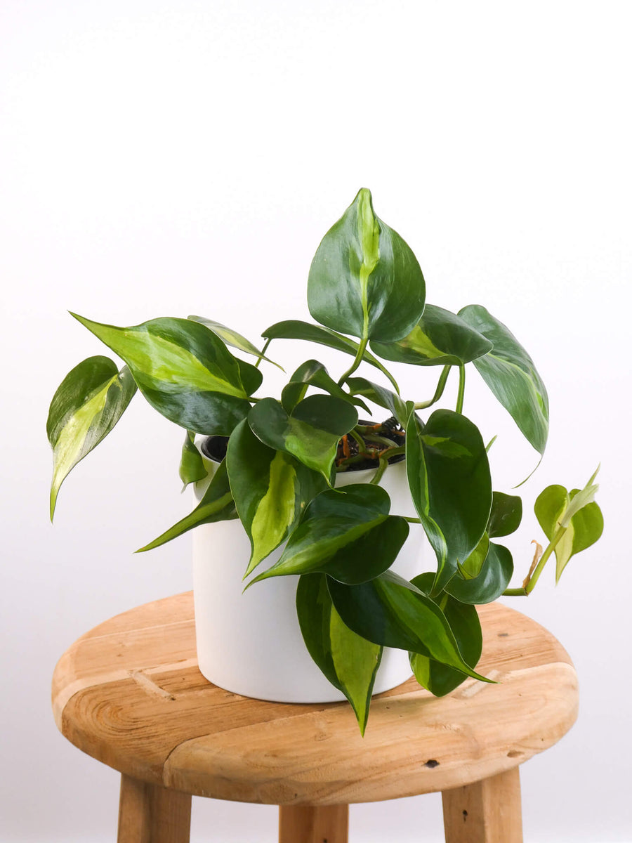 Philodendron Brasil Indoor Plants & Gifts Delivered Perth Greenify