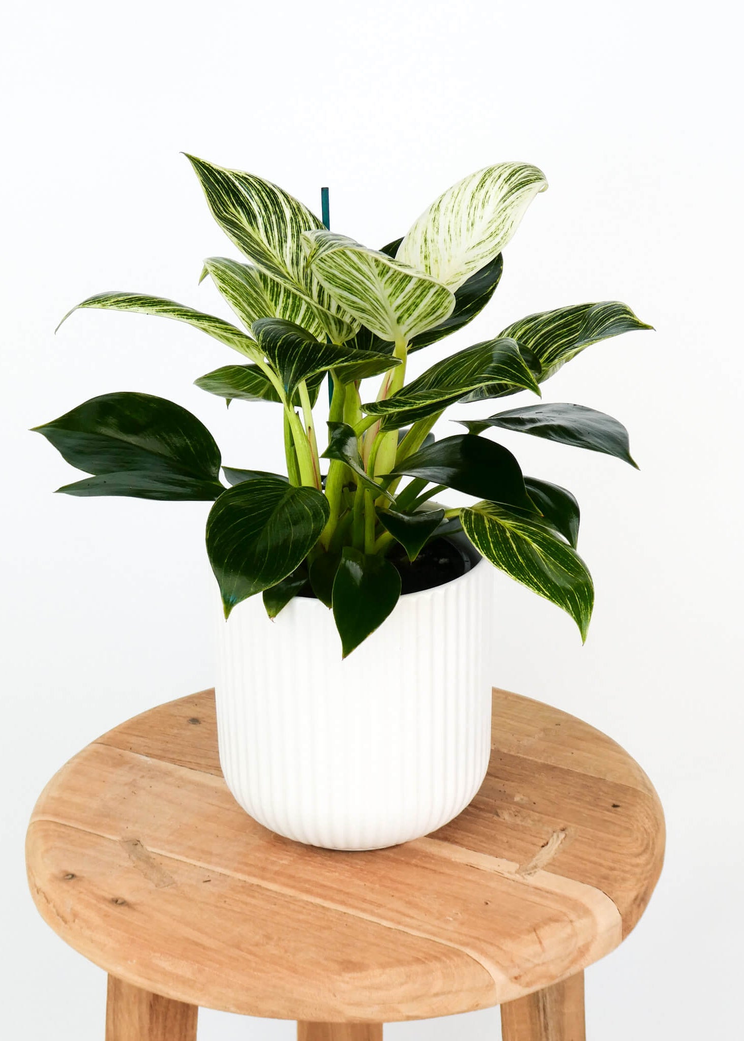 A potted philodendron birkin houseplant with glossy dark green and variegated light green leaves, placed in a white ribbed ceramic pot on a round wooden stool against a plain white background.