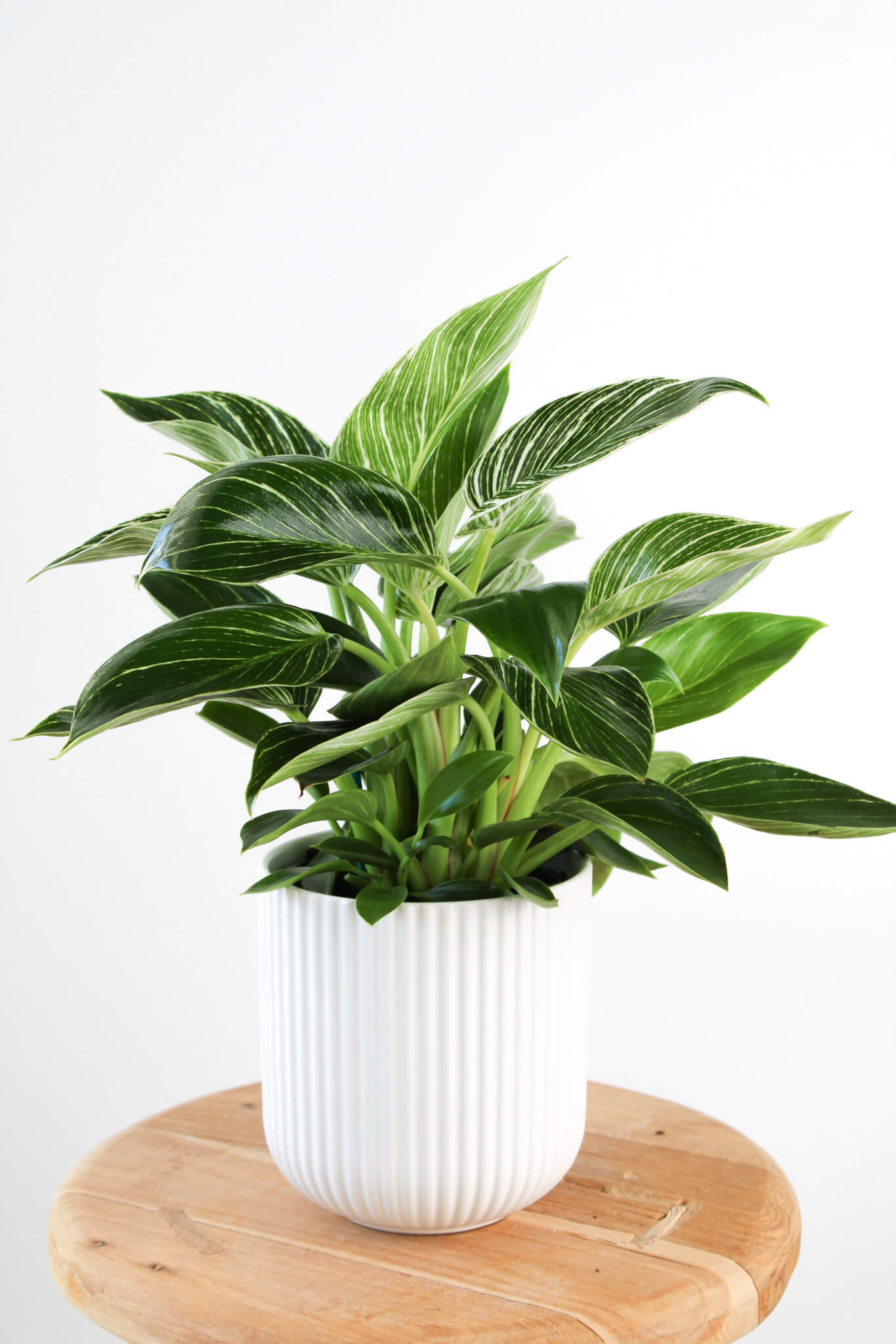 Philodendron Birkin