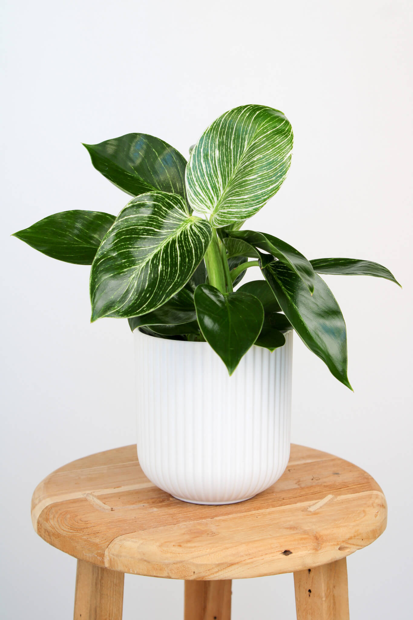 Philodendron Birkin
