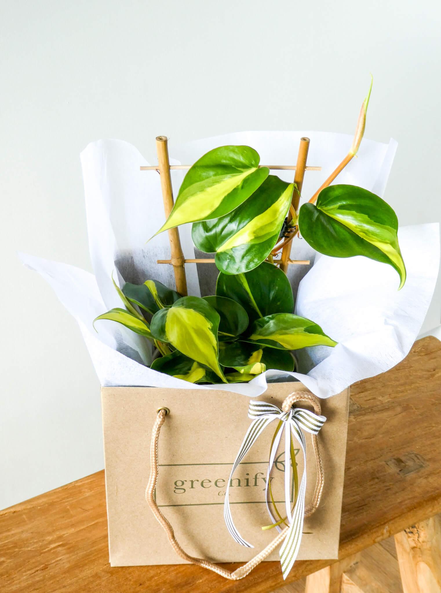Philodendron Basil Plant in Greenify Co. Gift Bags with Ribbons