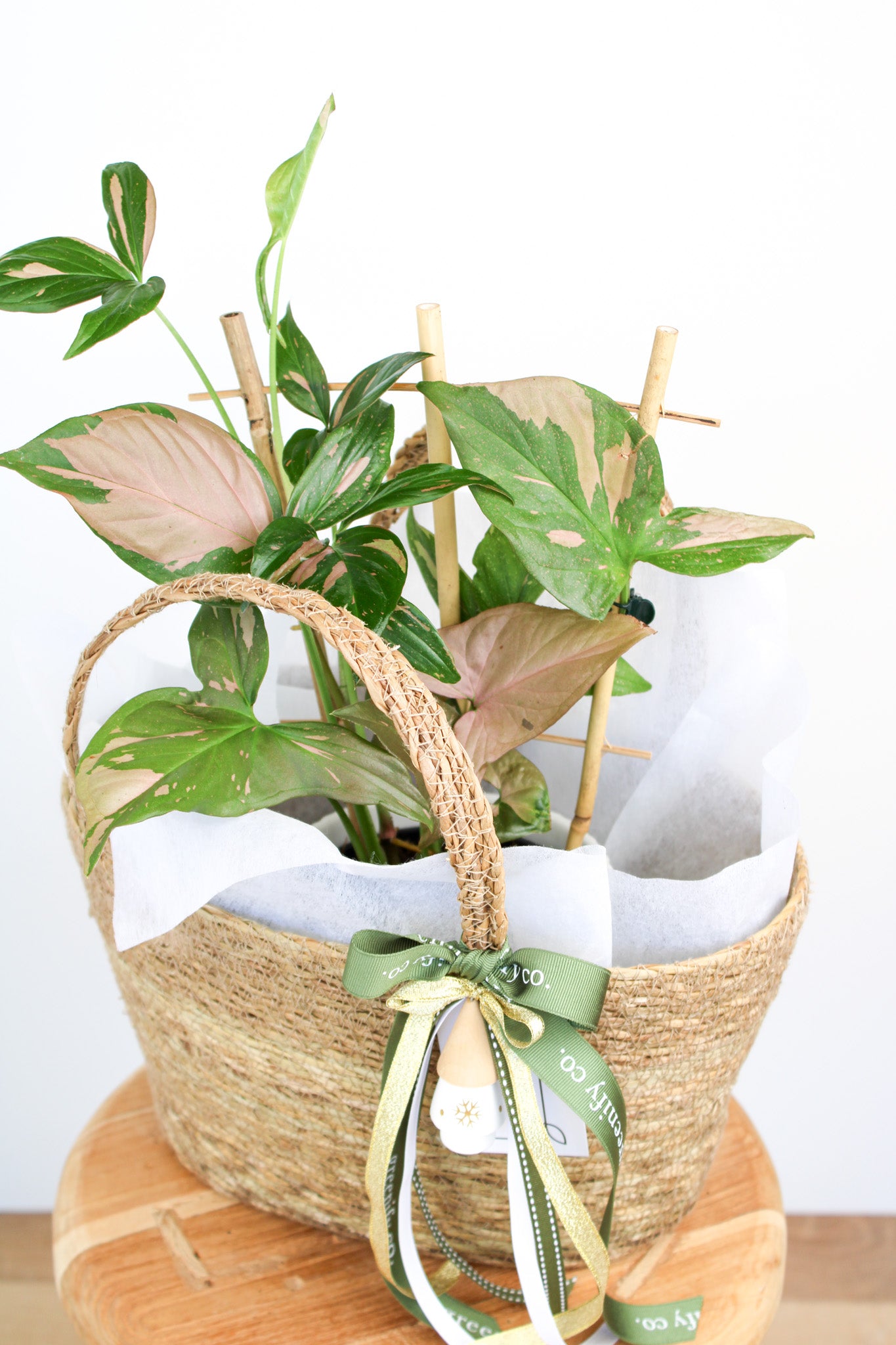 Pink Splash Syngonium