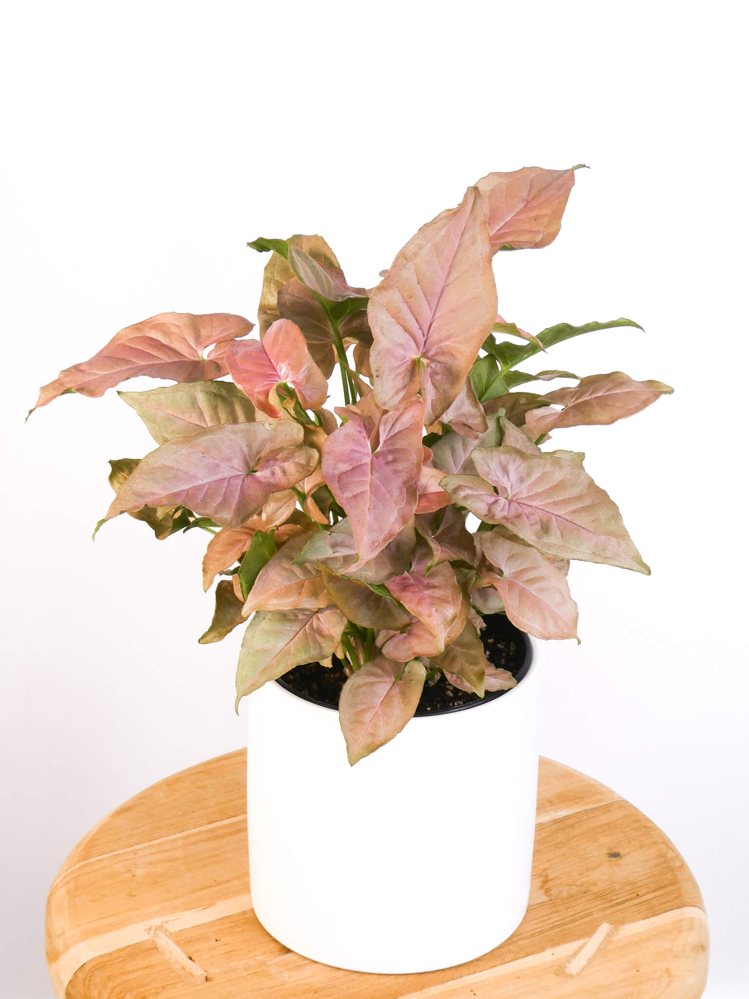 Pink Syngonium House Plant in White Pot, Greenify Co.