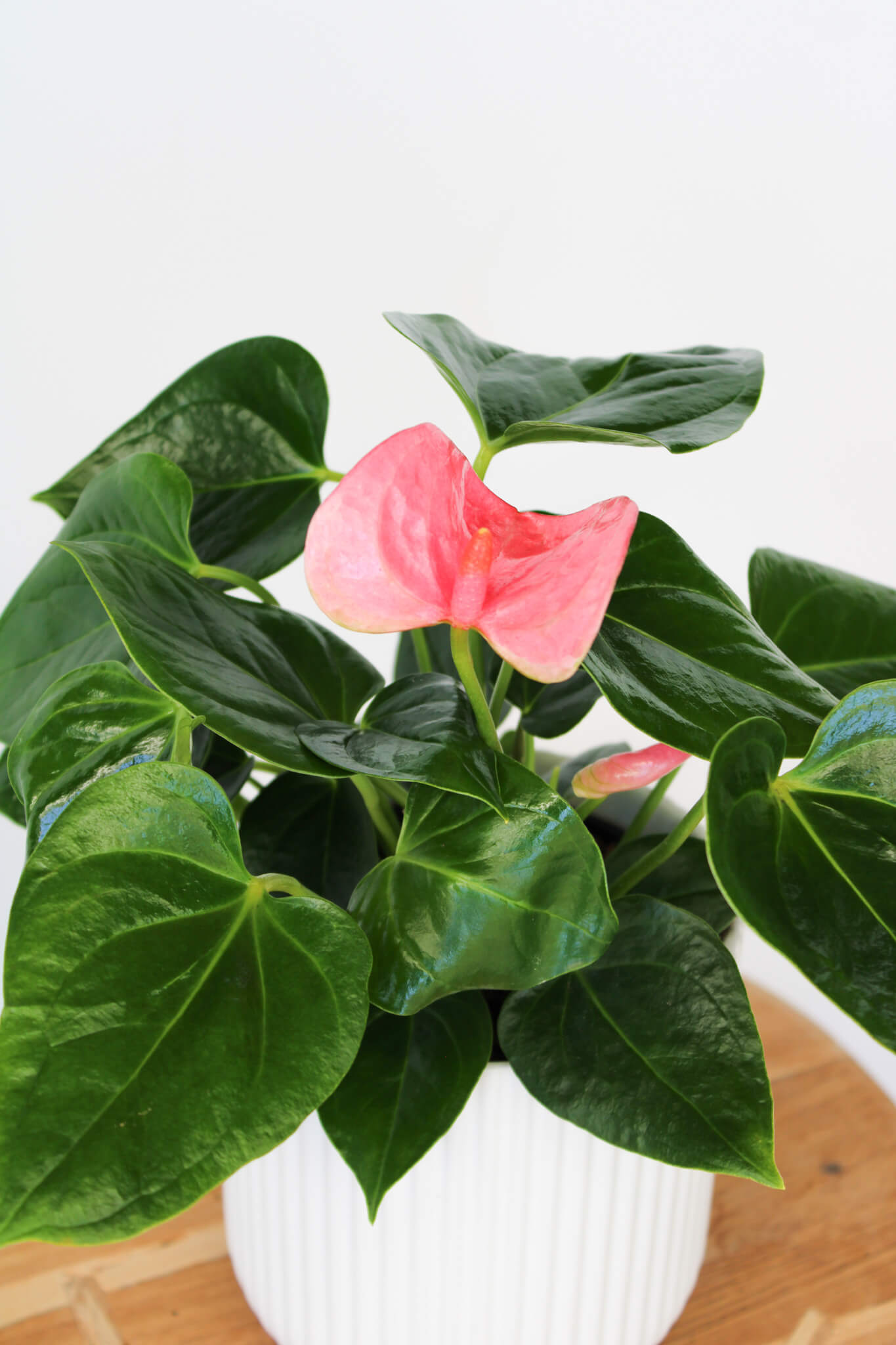 Anthurium