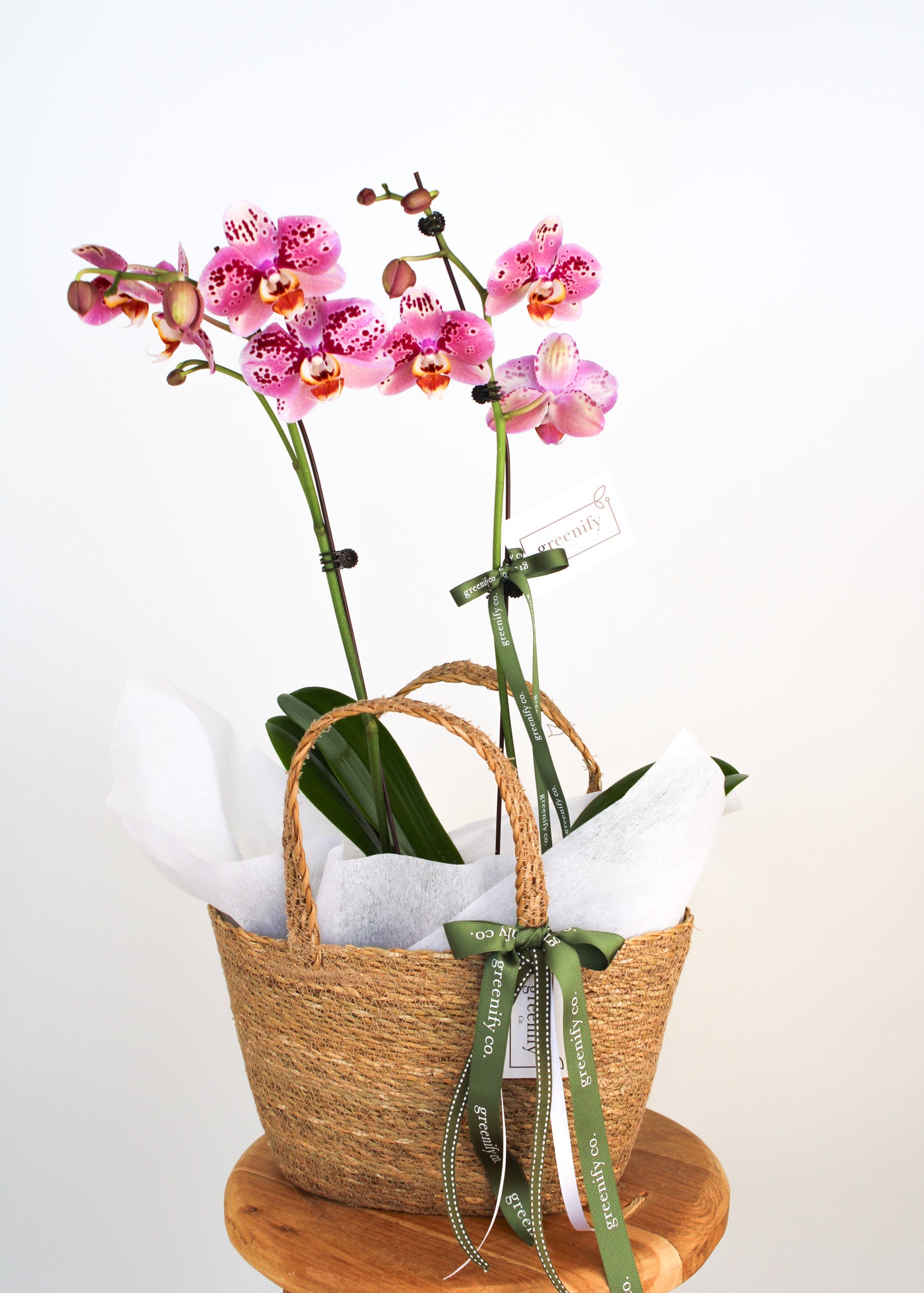 Orchid - Double