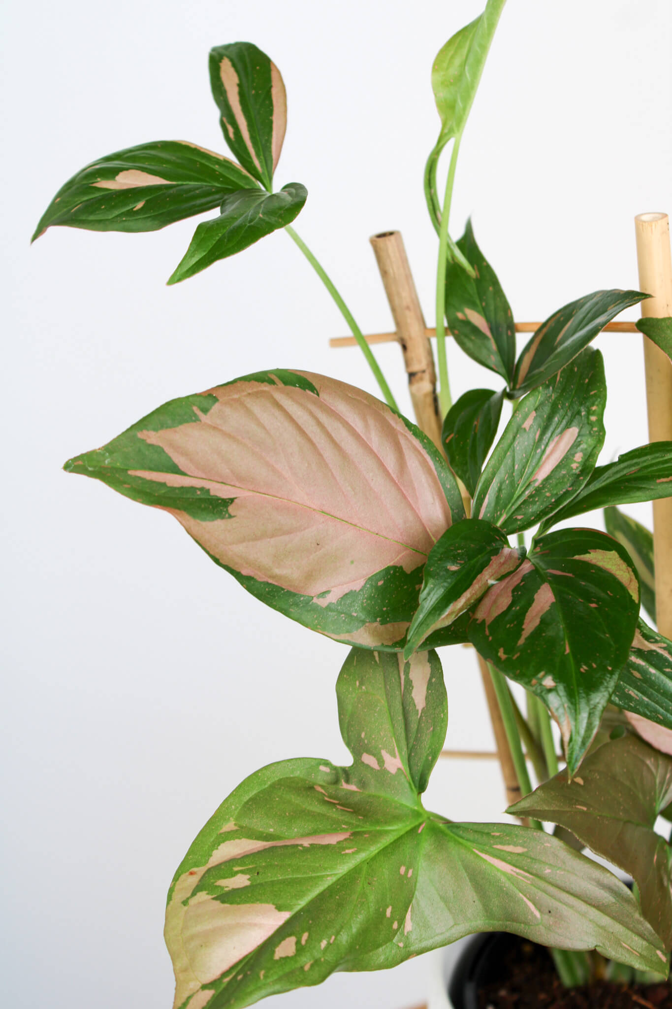 Pink Splash Syngonium