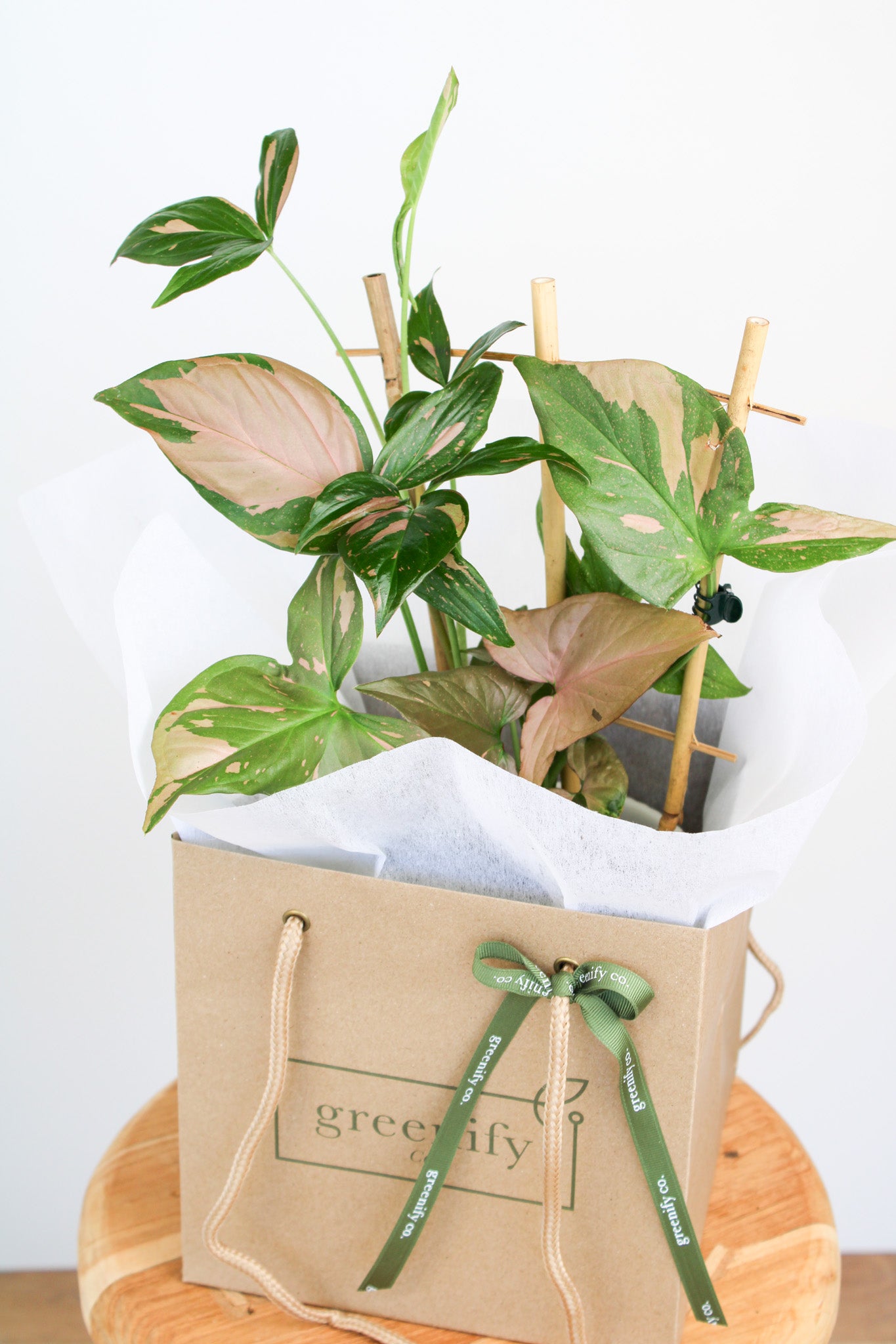 Pink Splash Syngonium