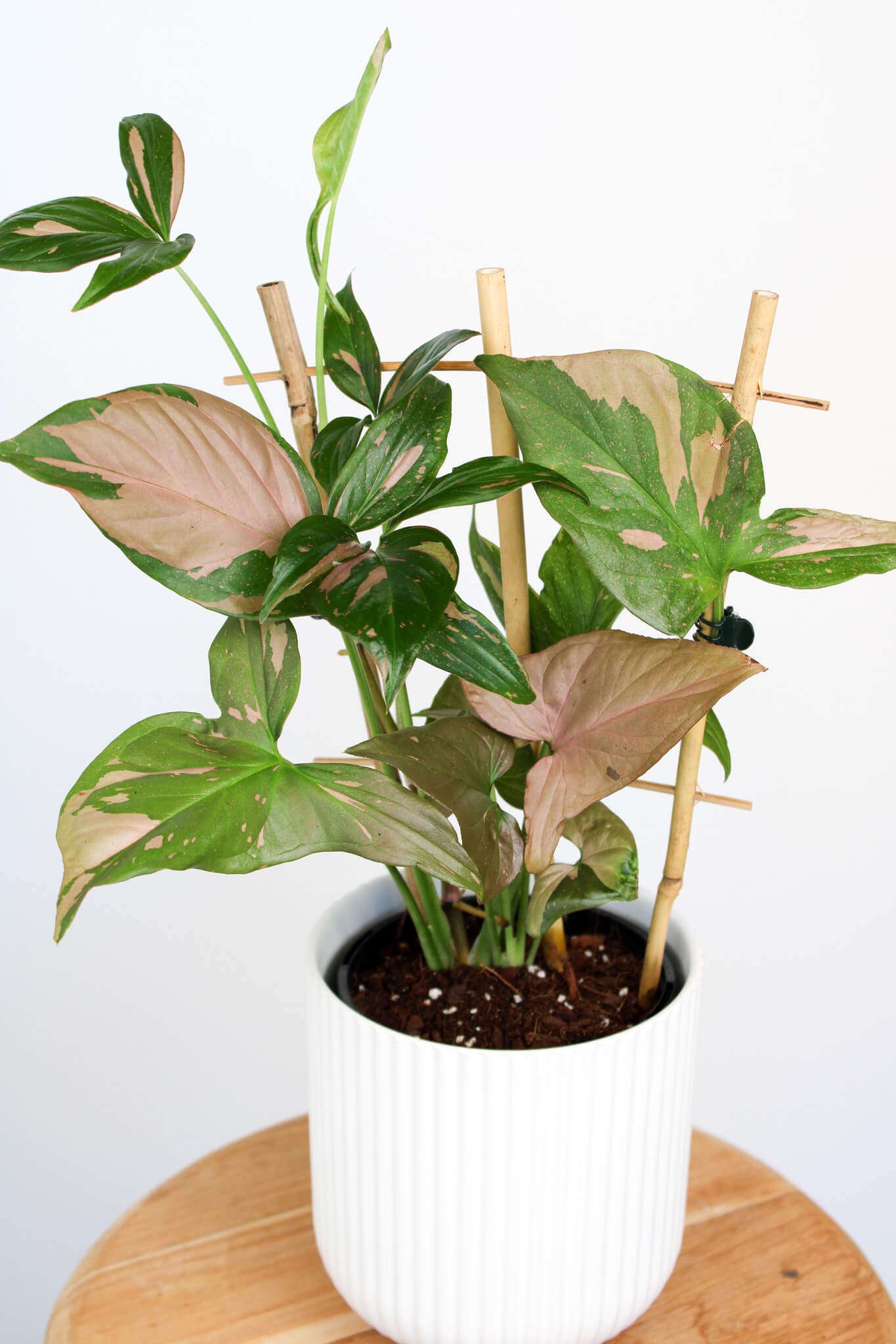 Pink Splash Syngonium