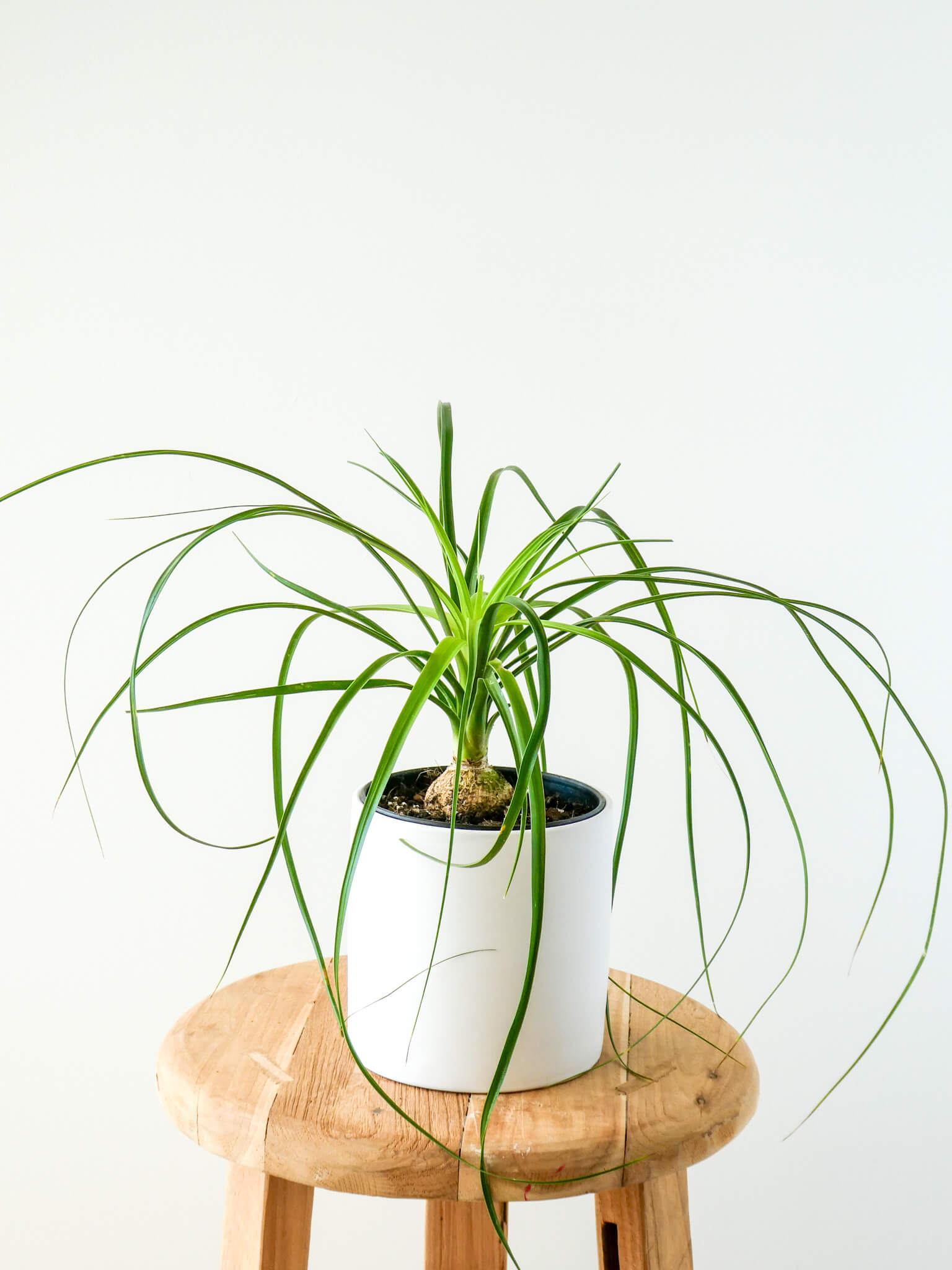 Pet Safe Houseplant | Send a Plant Gift
