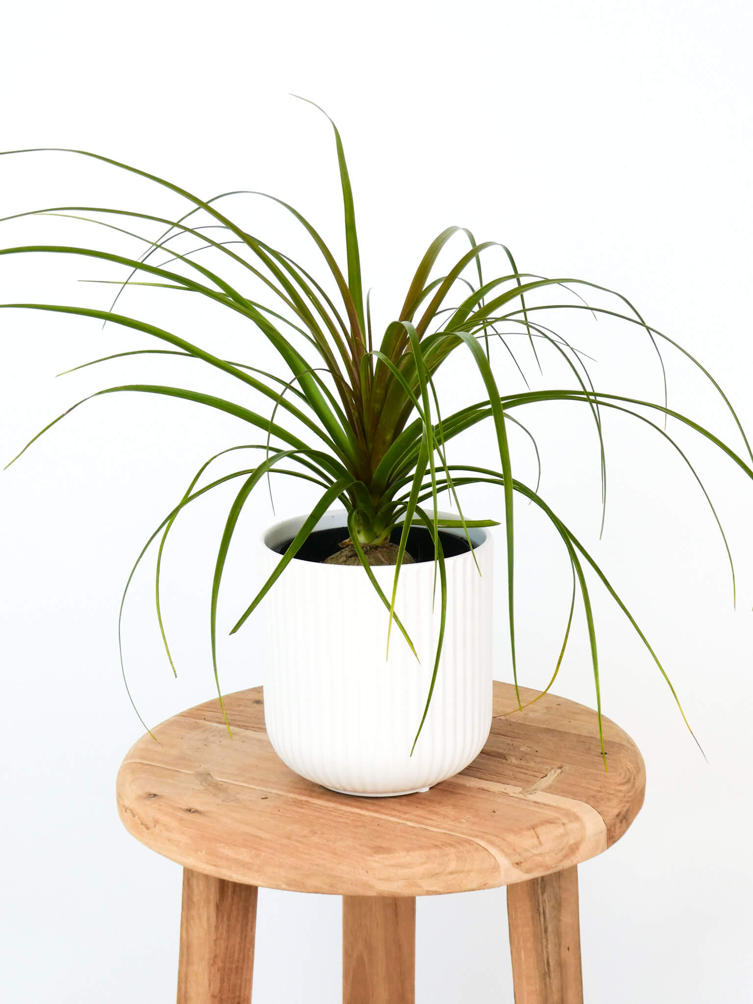 A pony tail palm houseplant in a white ribbed ceramic pot, displayed on a round wooden stool against a plain white background.
