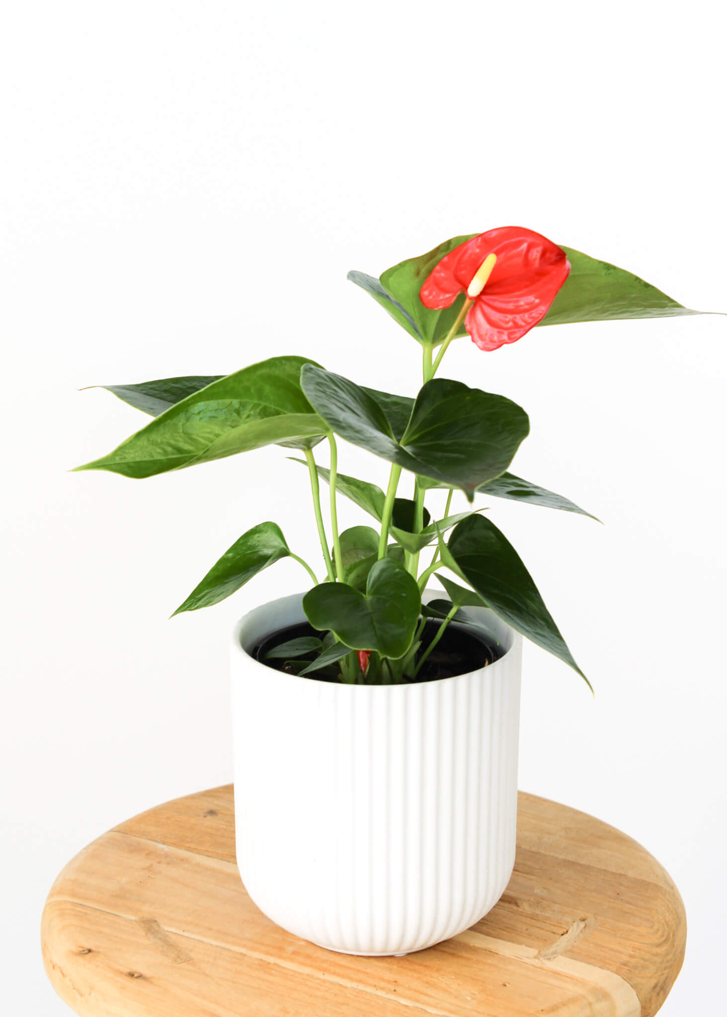 Flamingo Flower Basket