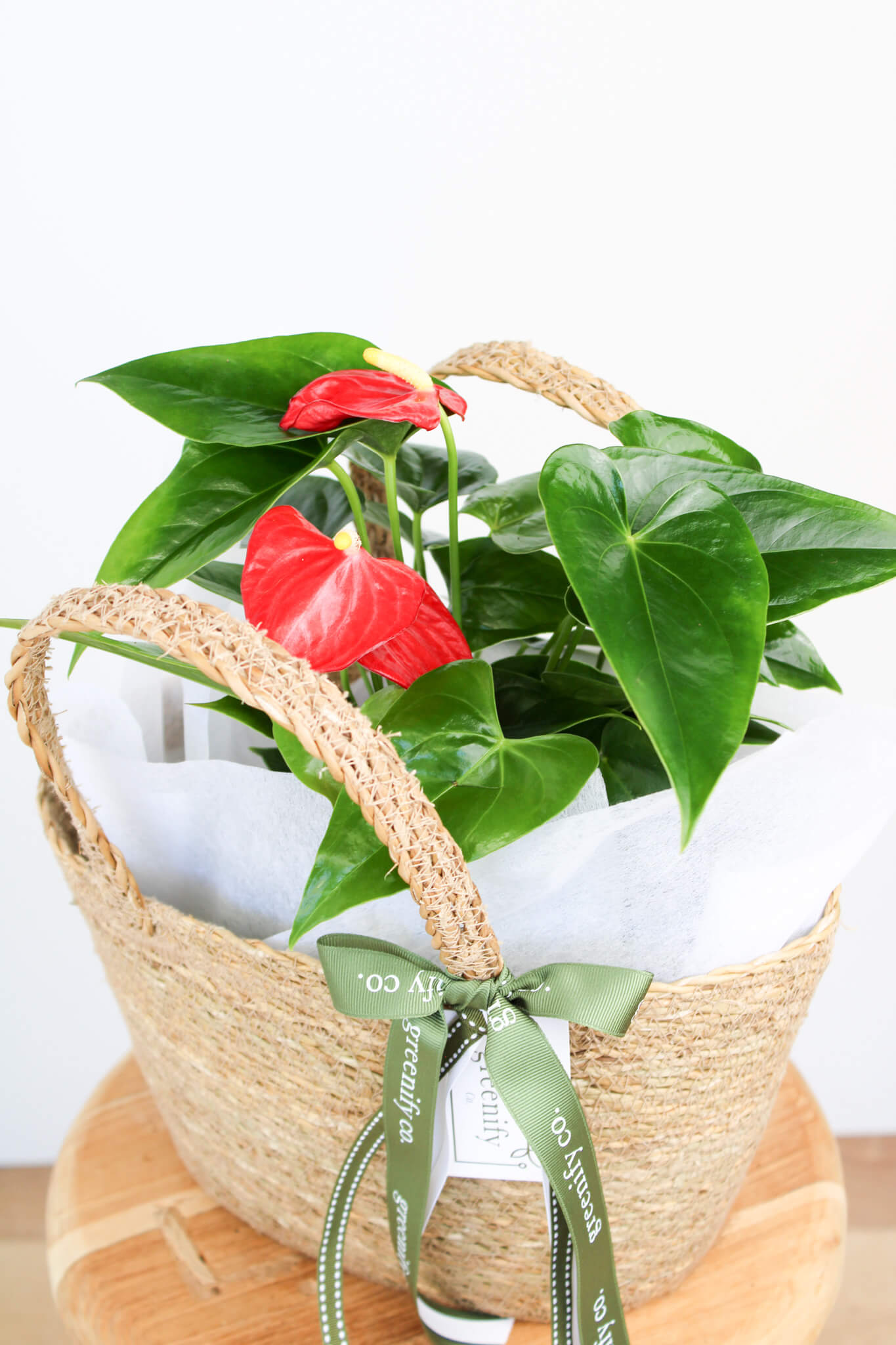Anthurium