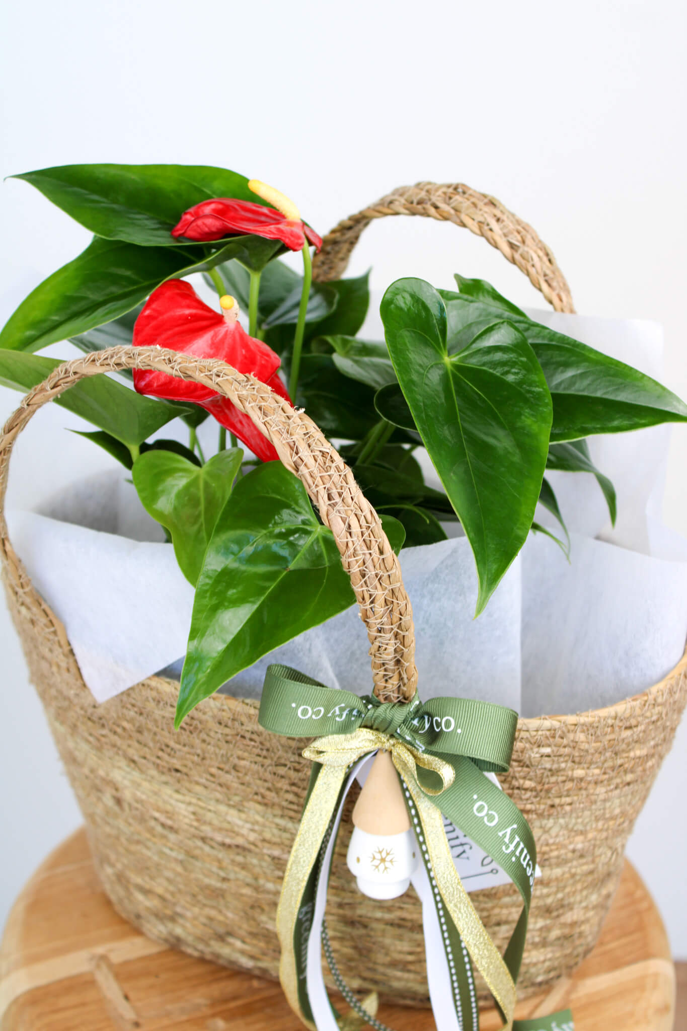 Anthurium