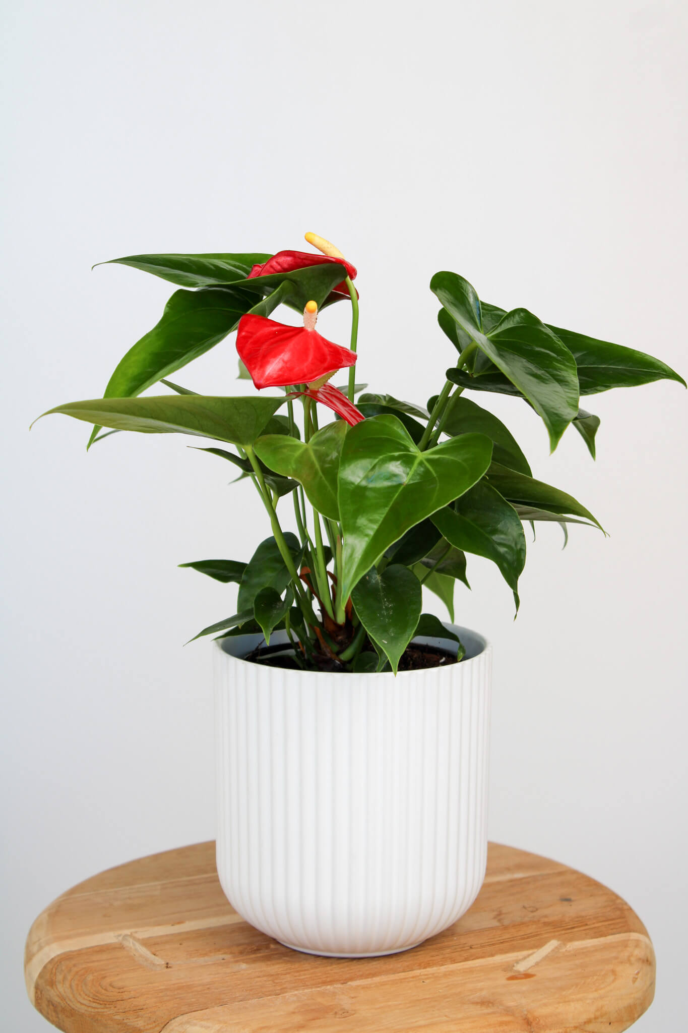 anthurium piccolo Anthurium | Send a Flowering Plant | Same Day Delivery in Perth