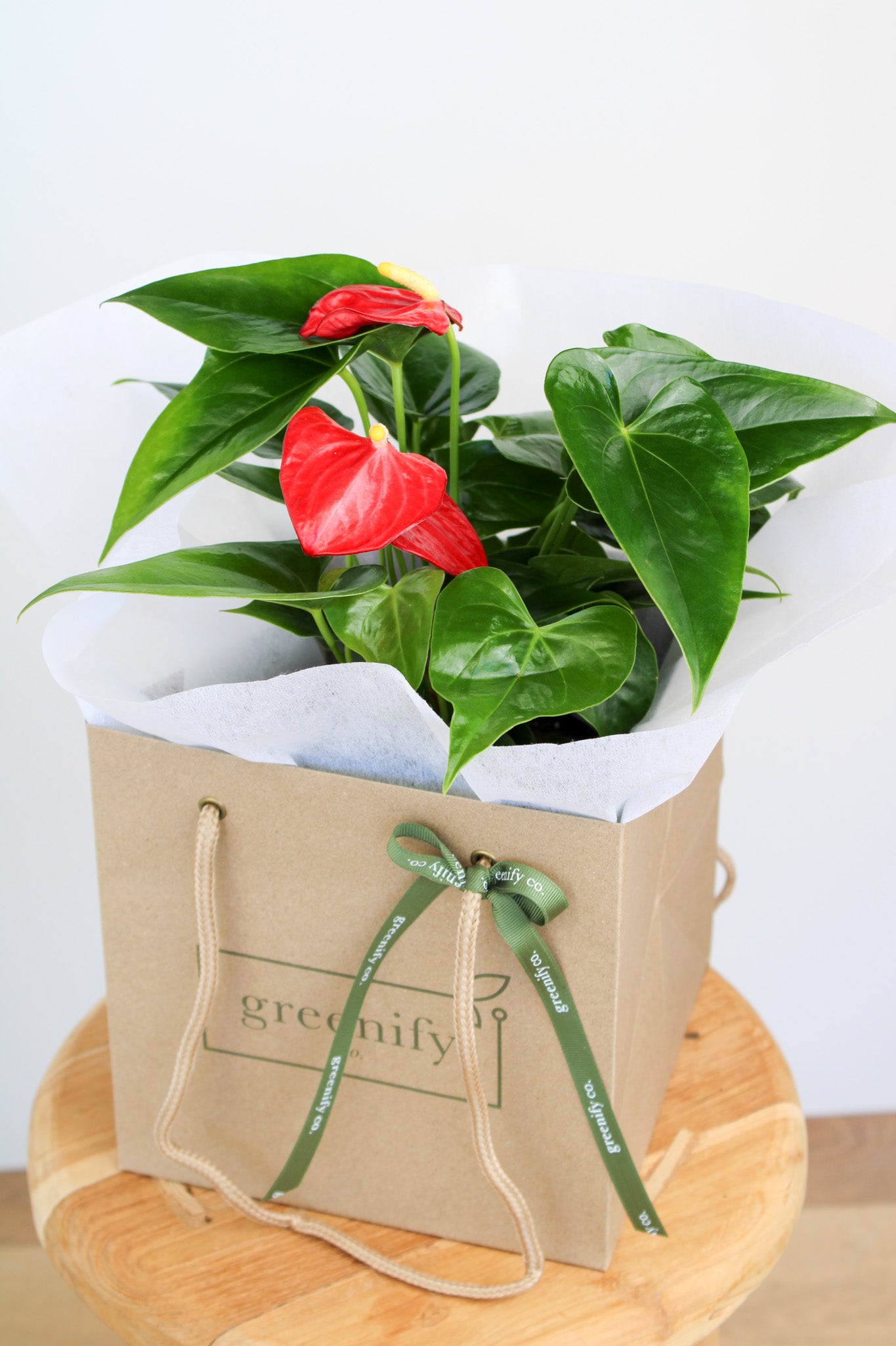 Anthurium