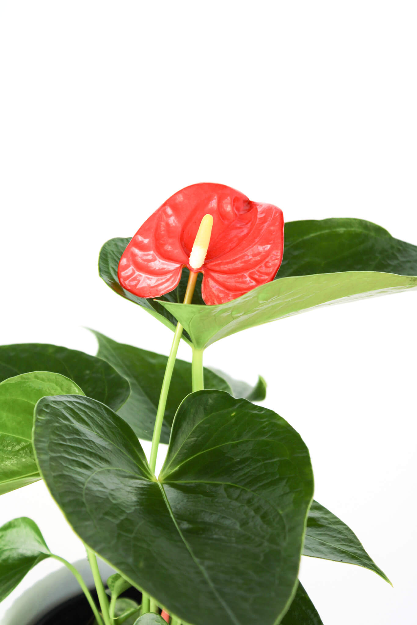 Flamingo Flower Basket