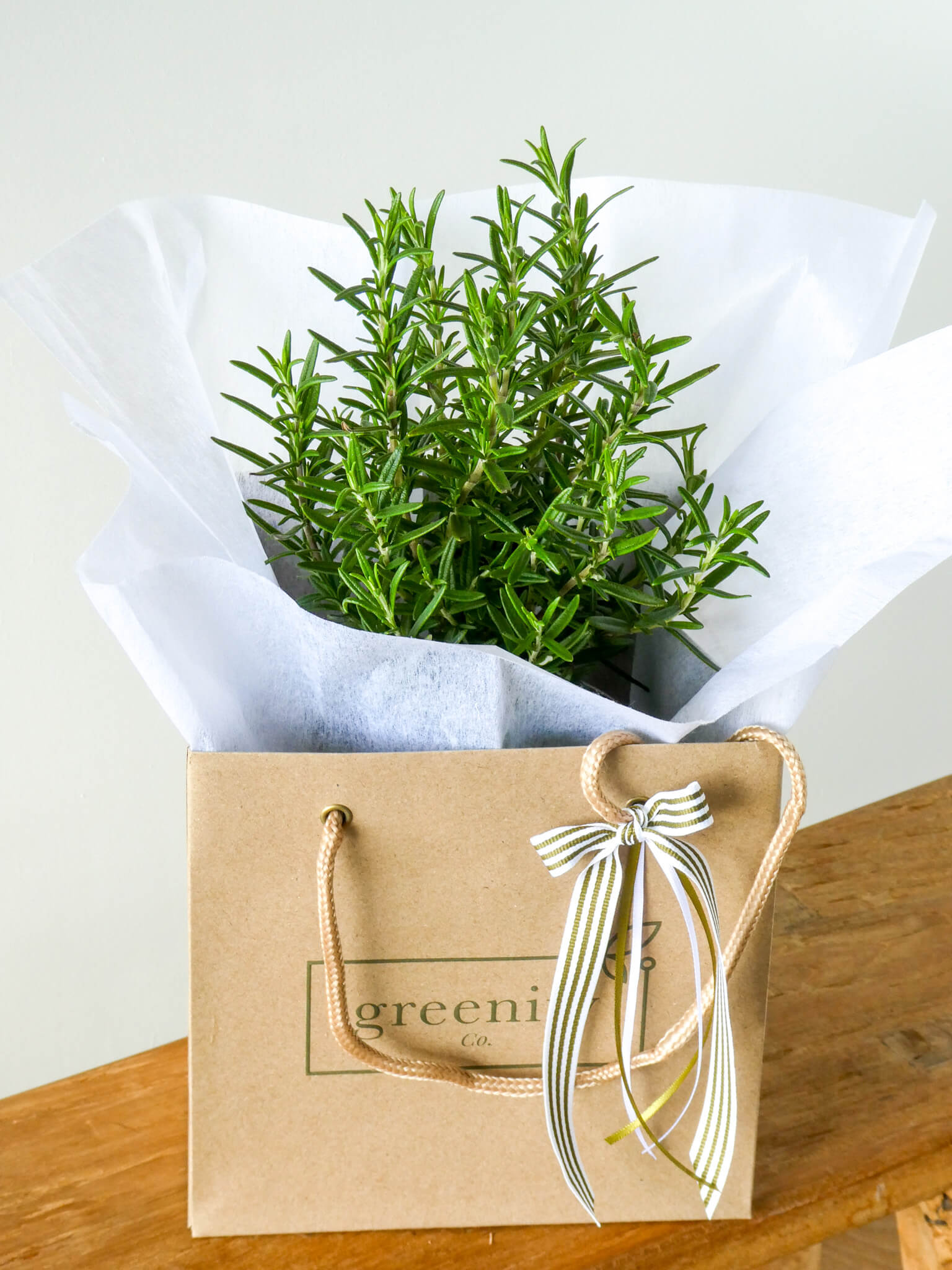 Rosemary Plant in Greenify Co. Gift Bag with Robbons