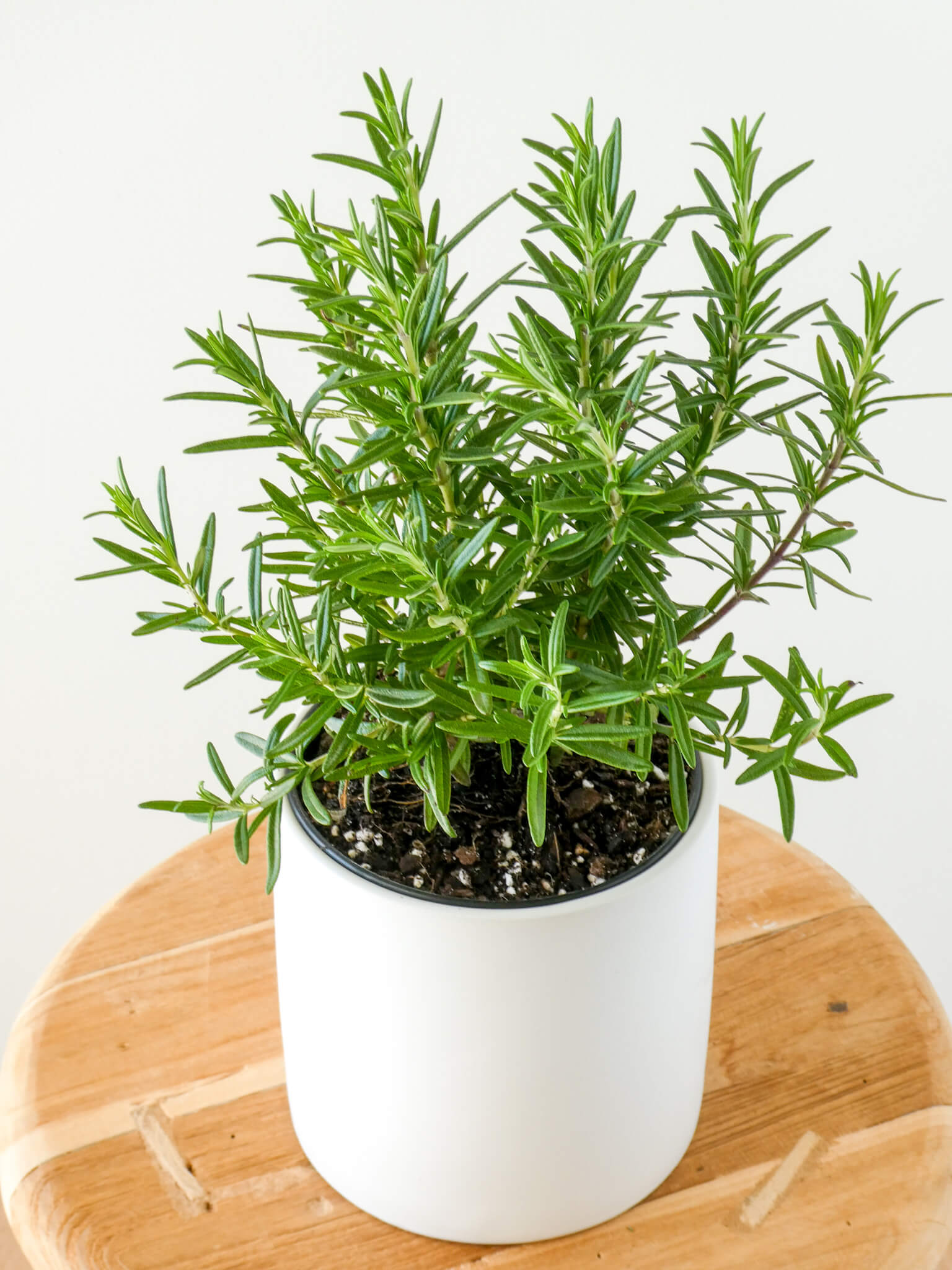 Rosemary Plant, White Pot, Greenify Co.