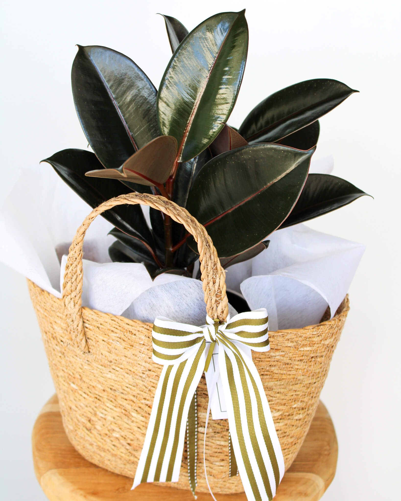 Rubber Plant