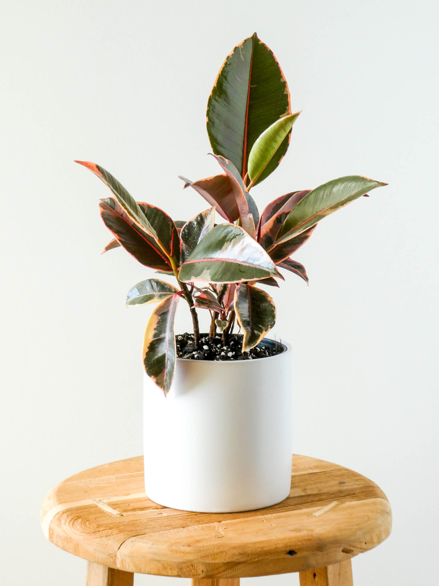 Ruby Rubber Plant in White Pot, Greenify Co.
