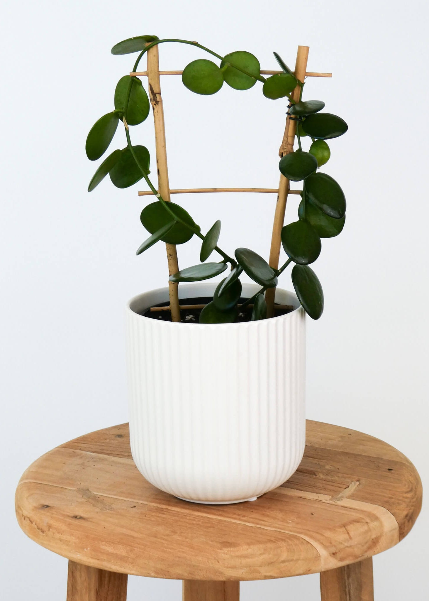 A silver dollar vine houseplant in a white ribbed ceramic pot, displayed on a round wooden stool against a plain white background.
