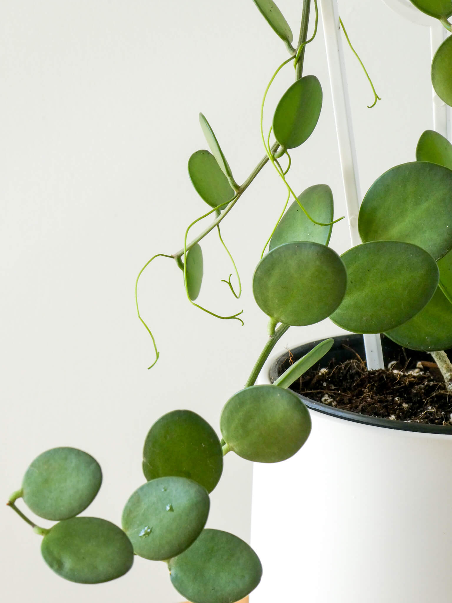 Silver Dollar Vine XEROSICYOS DANGUYI Plant, Greenify Co Perth