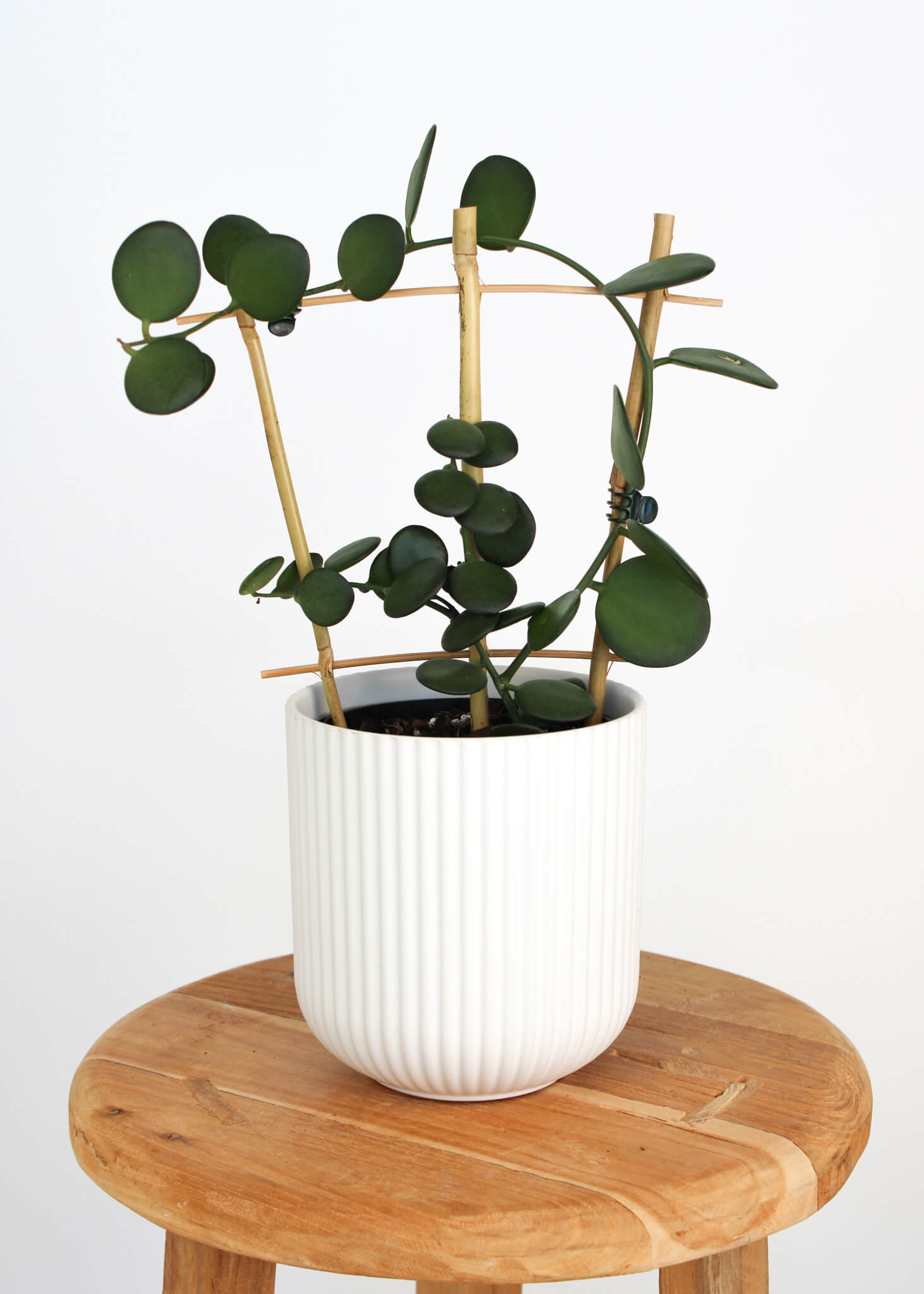 Silver Dollar Vine 🌿 Rare / Collectors