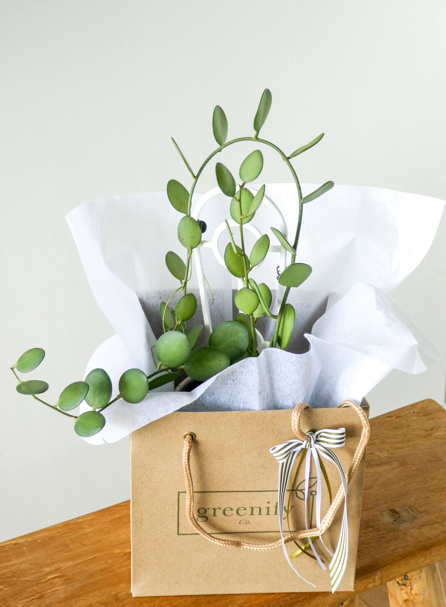 Silver Dollar Rare Succulent Plant in Greenify Co. Gift Bag