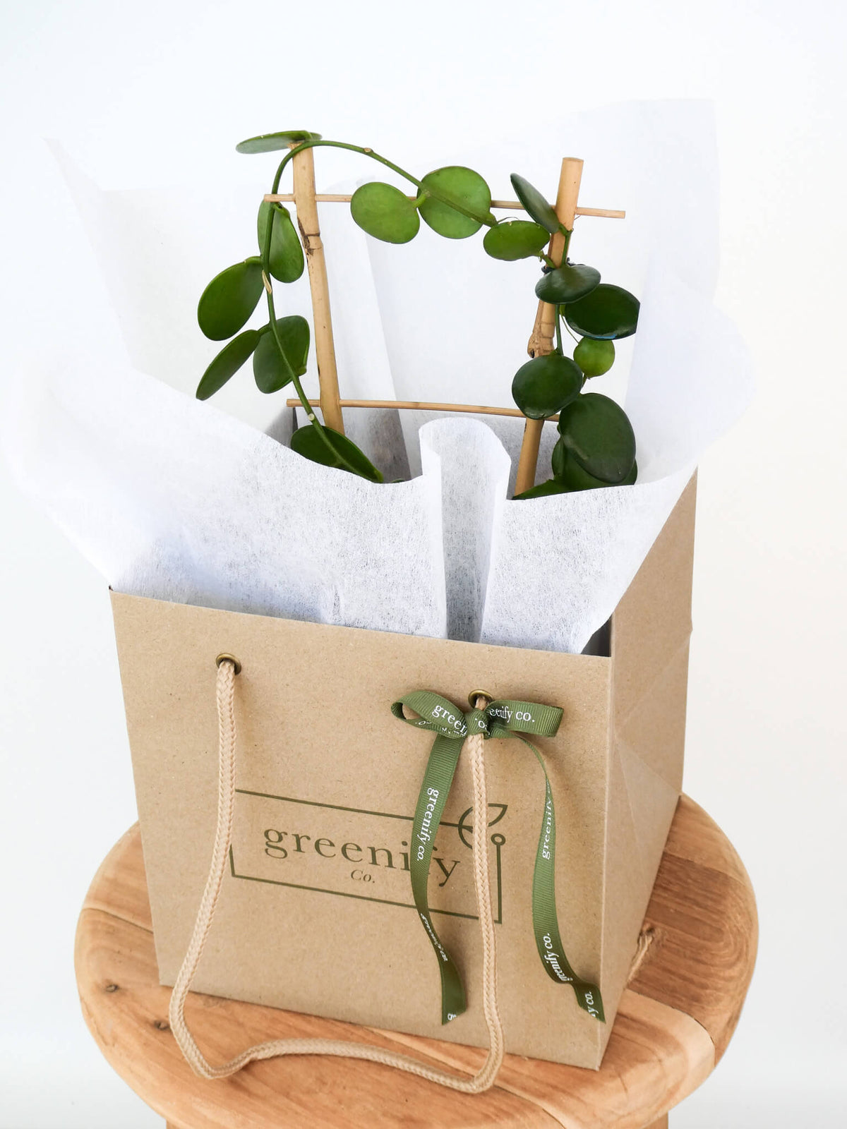 A silver dollar vine plant arranged in a wooden frame inside a kraft paper gift bag with white tissue paper and an olive green ribbon printed with the brand name 'greenity co'. The gift bag sits on a round wooden stool against a clean white background.