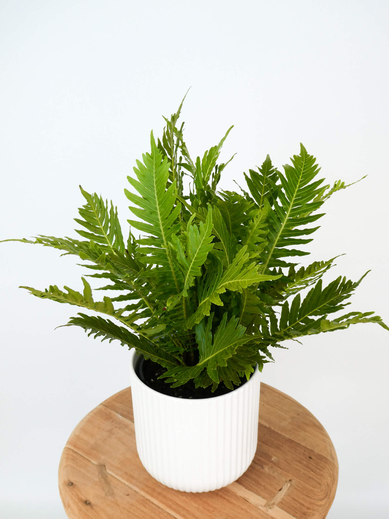 Silver Lady Fern ina. white pot