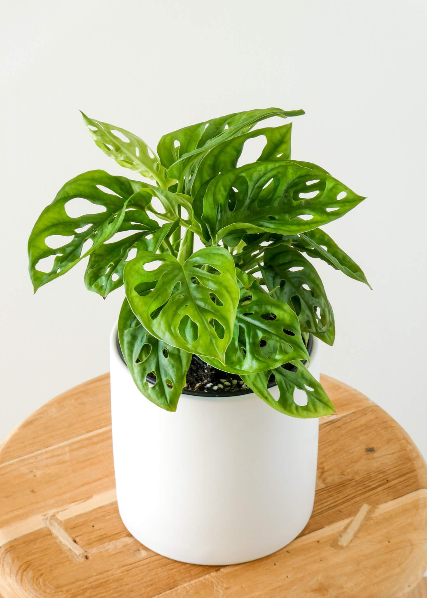 Monkey Mask Monstera Plant in White Ceramic Pot, Greenify Co.