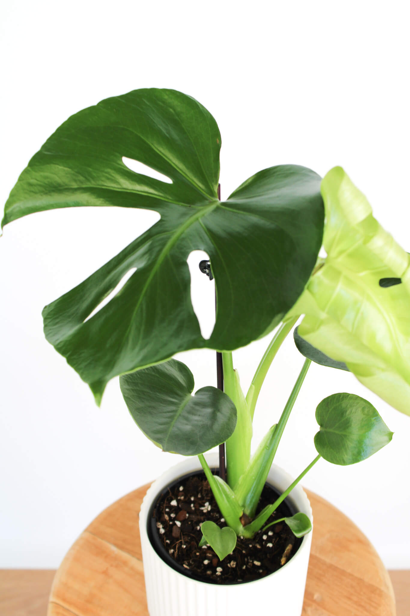 Monstera