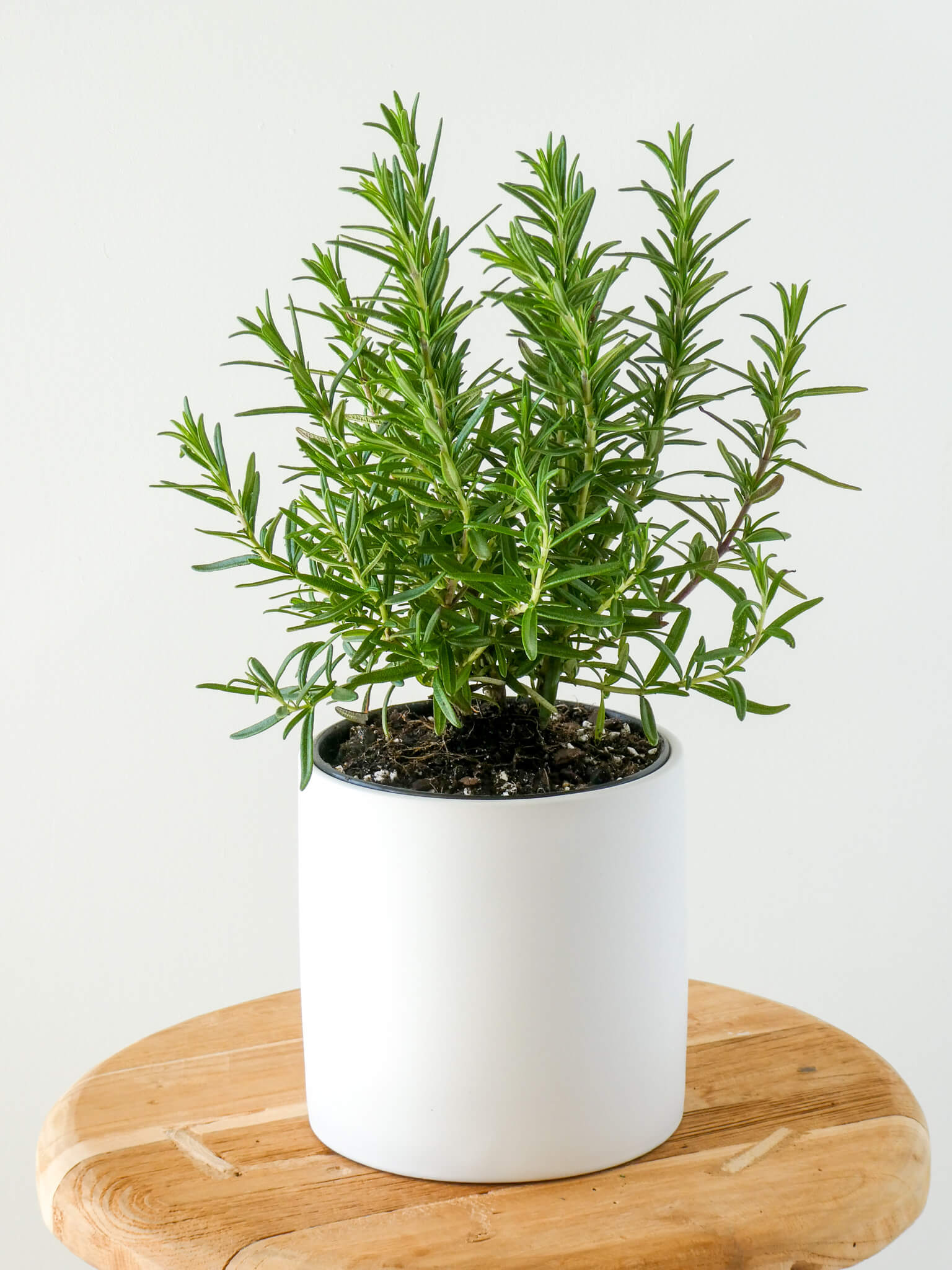 Small Rosemary Bush in White Ceramic Pot