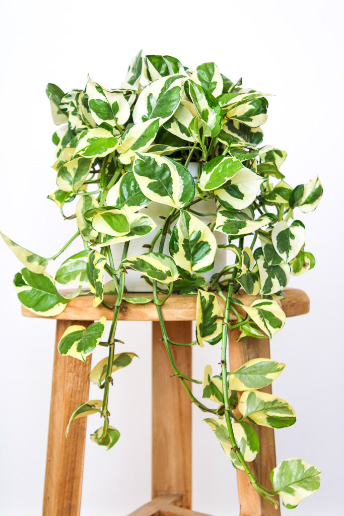 snow queen indoor plant Snow Queen Pothos | Send a Potted Plant Gift Today