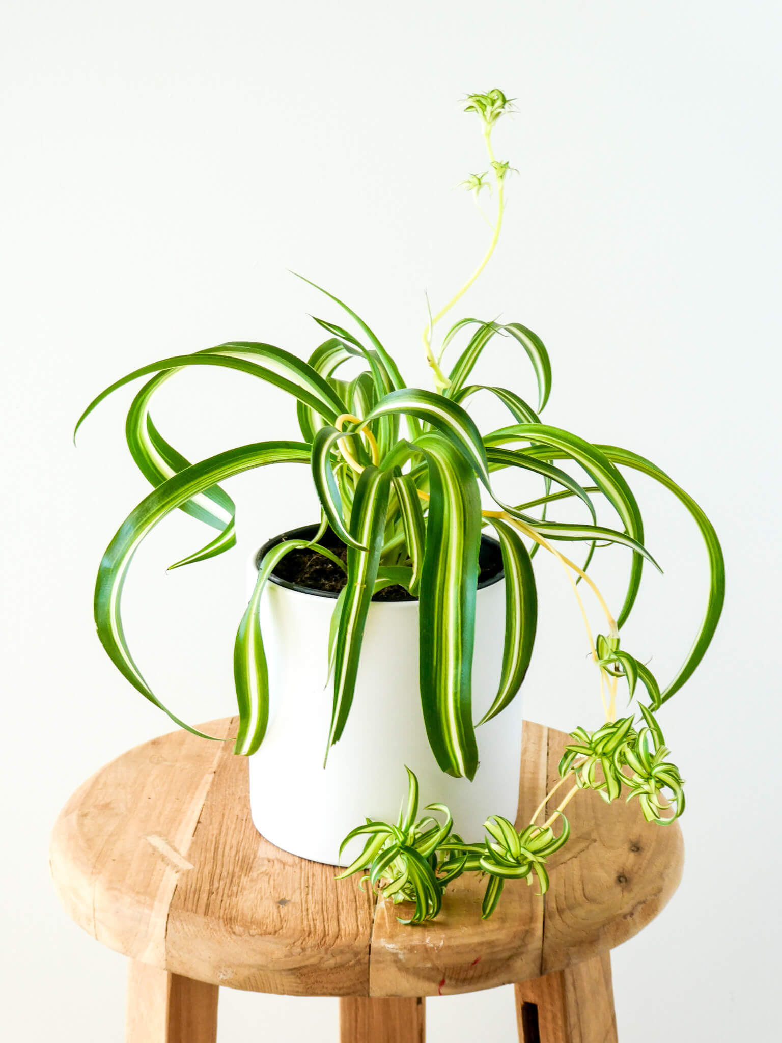 Spider Plant