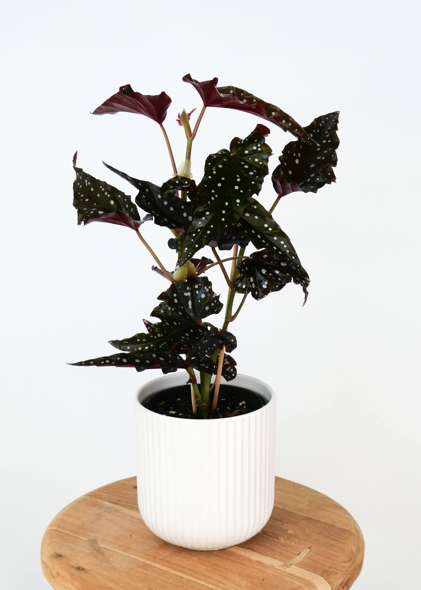 A potted Begonia Maculata plant with dark burgundy and green spotted leaves, in a white ribbed ceramic pot sitting on a round wooden stool against a white background.
