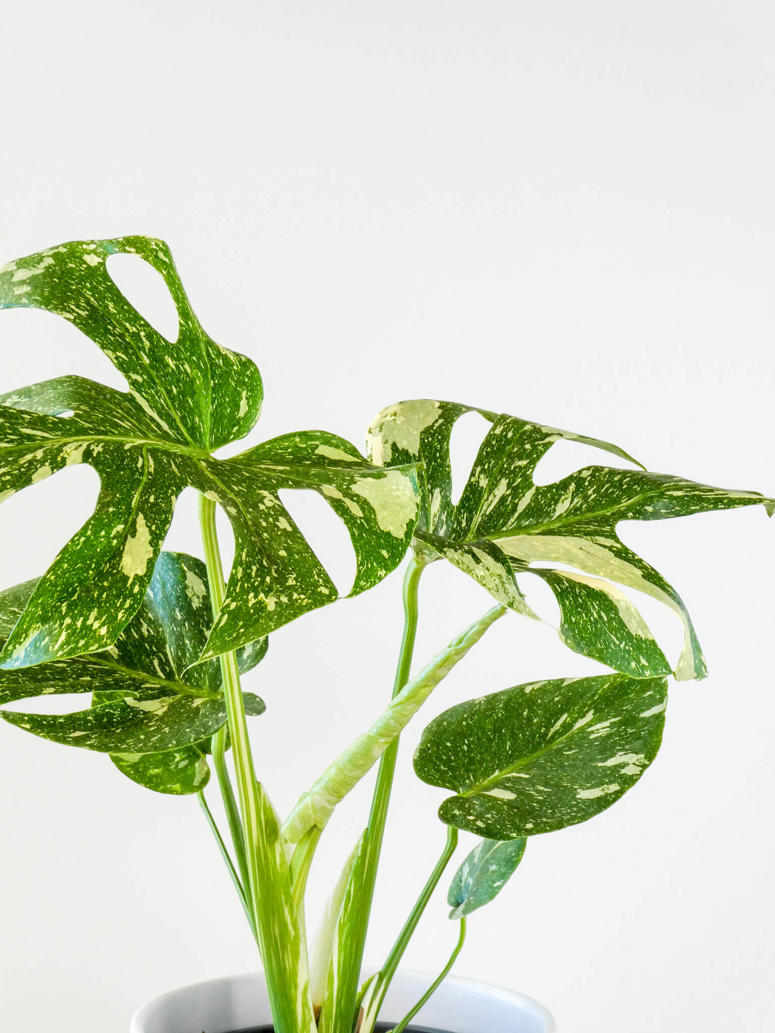 ariegated Monstera Foliage, Greenify Co.