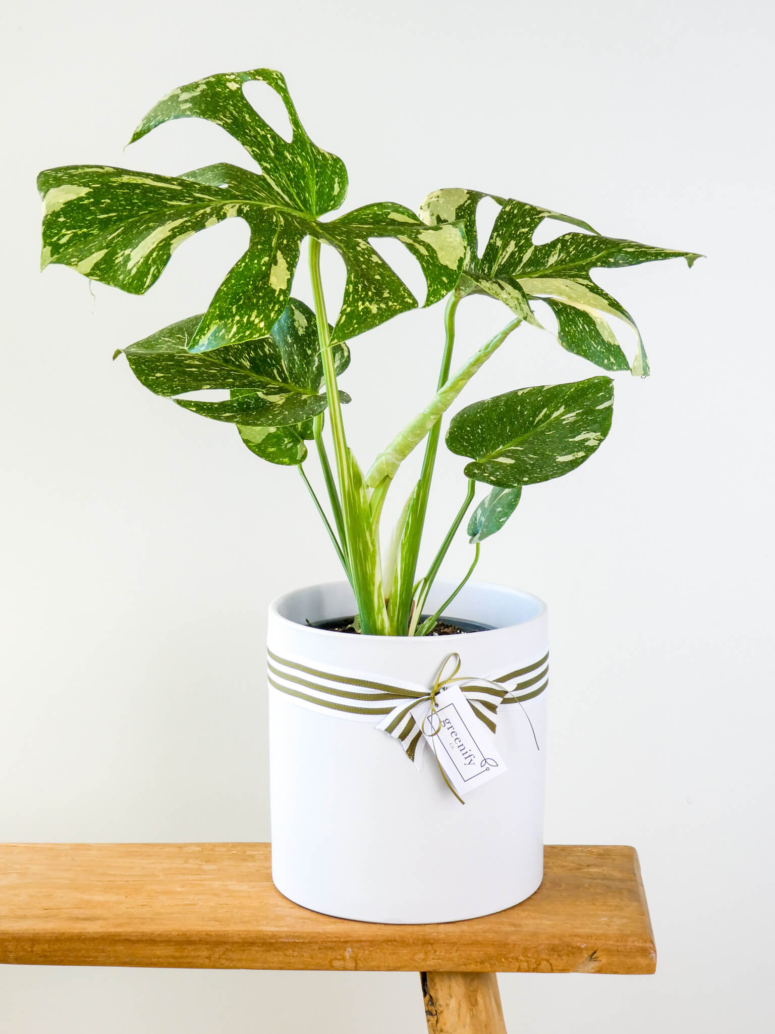 Thai Constellation Variegated Monstera Plant, Greenify Co.