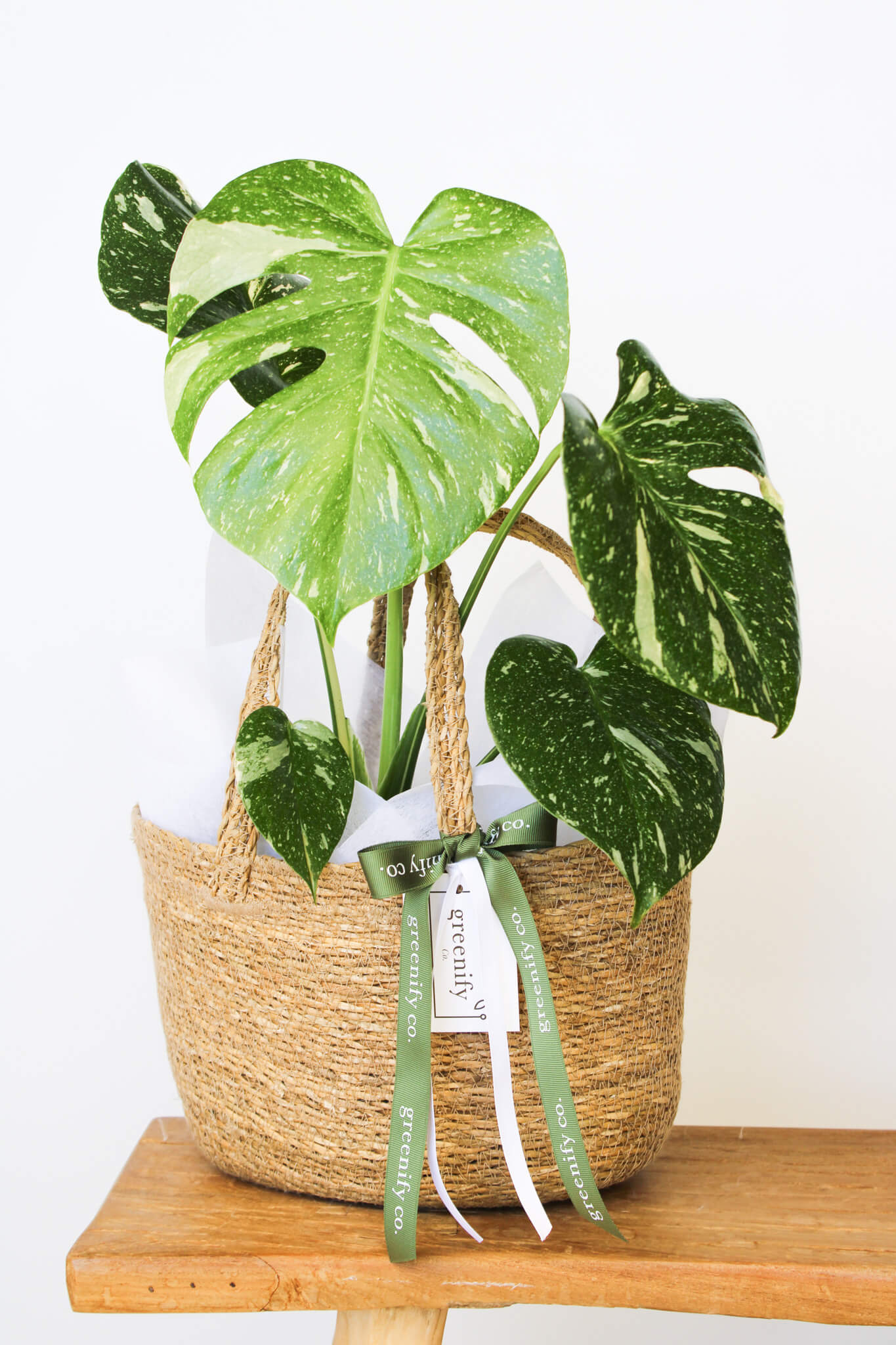 Monstera Thai Constellation 🌿 Limited