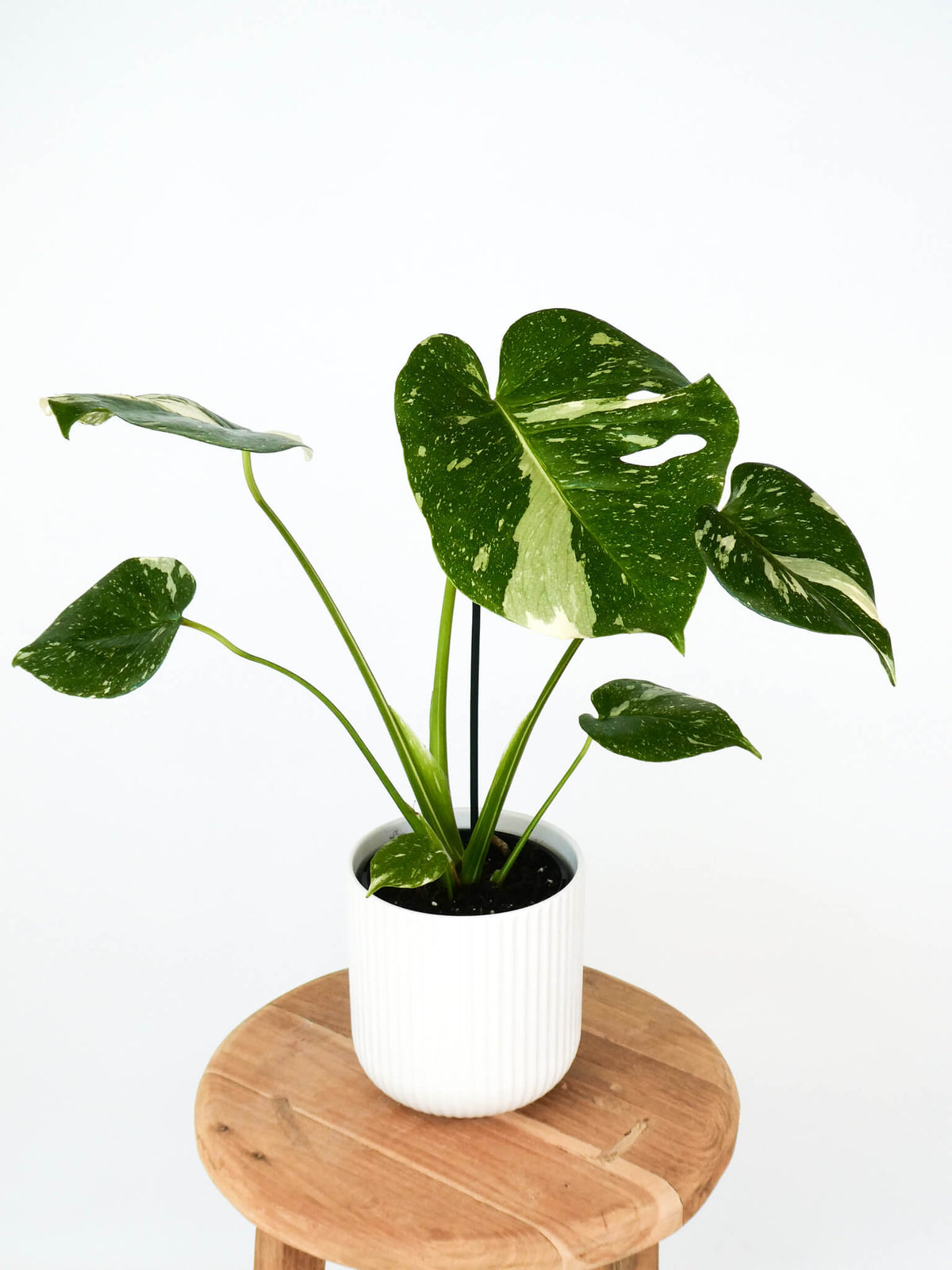 A variegated Monstera plant with green and cream leaves in a white ribbed pot, displayed on a round wooden stool against a plain white background.