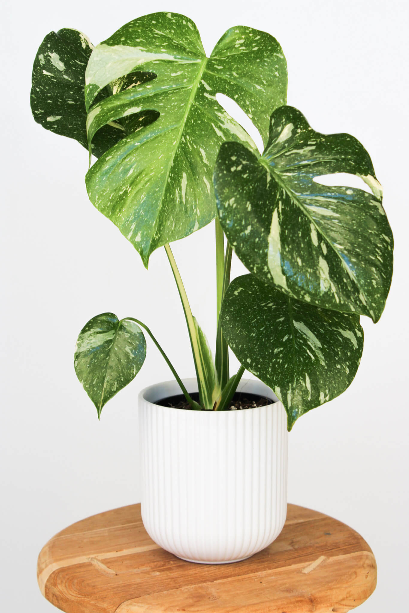 monstera deliciosa buy australia Monstera Thai Constellation | Perth Rare Plant Delivery